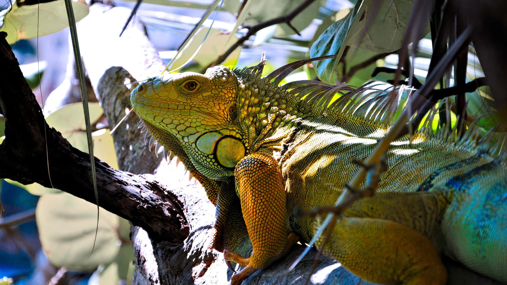 Green Iguana Sunbathing