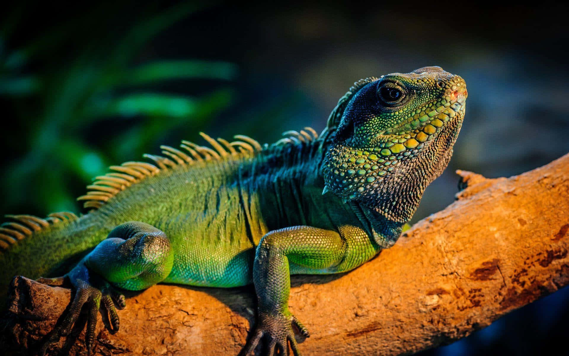 Green Iguana Sunbathing