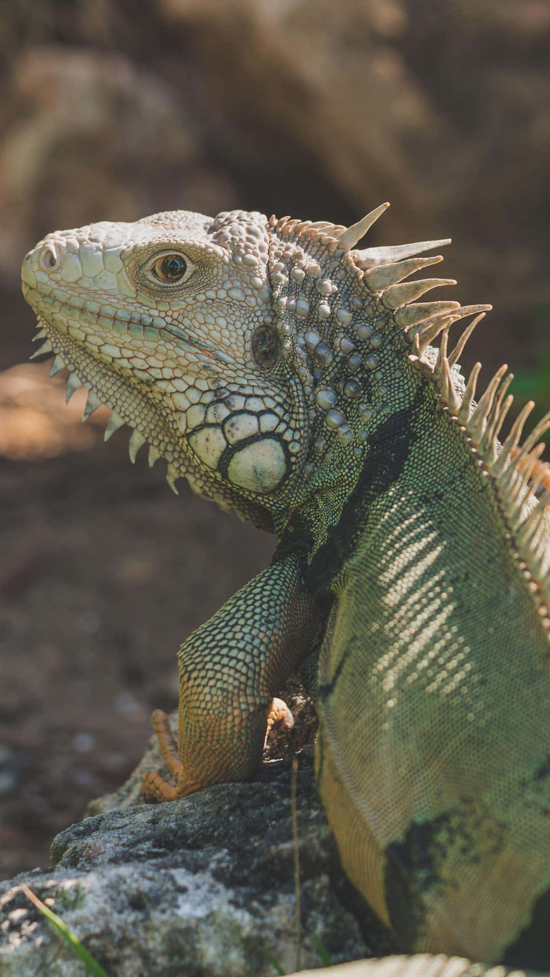 Green Iguana Sunbathing