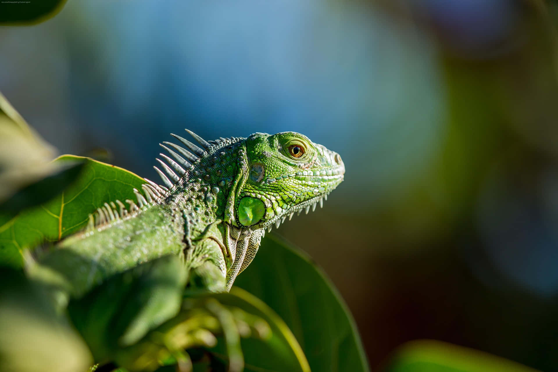 Green Iguana Sunbathing