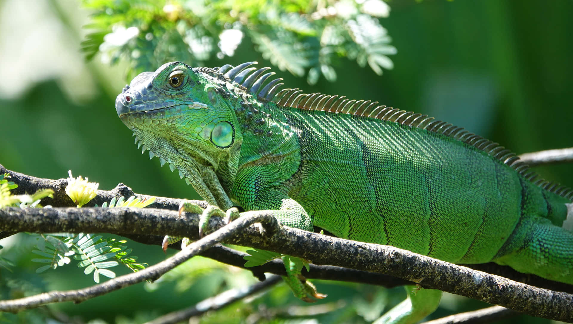 Green Iguana Sunbathing Background