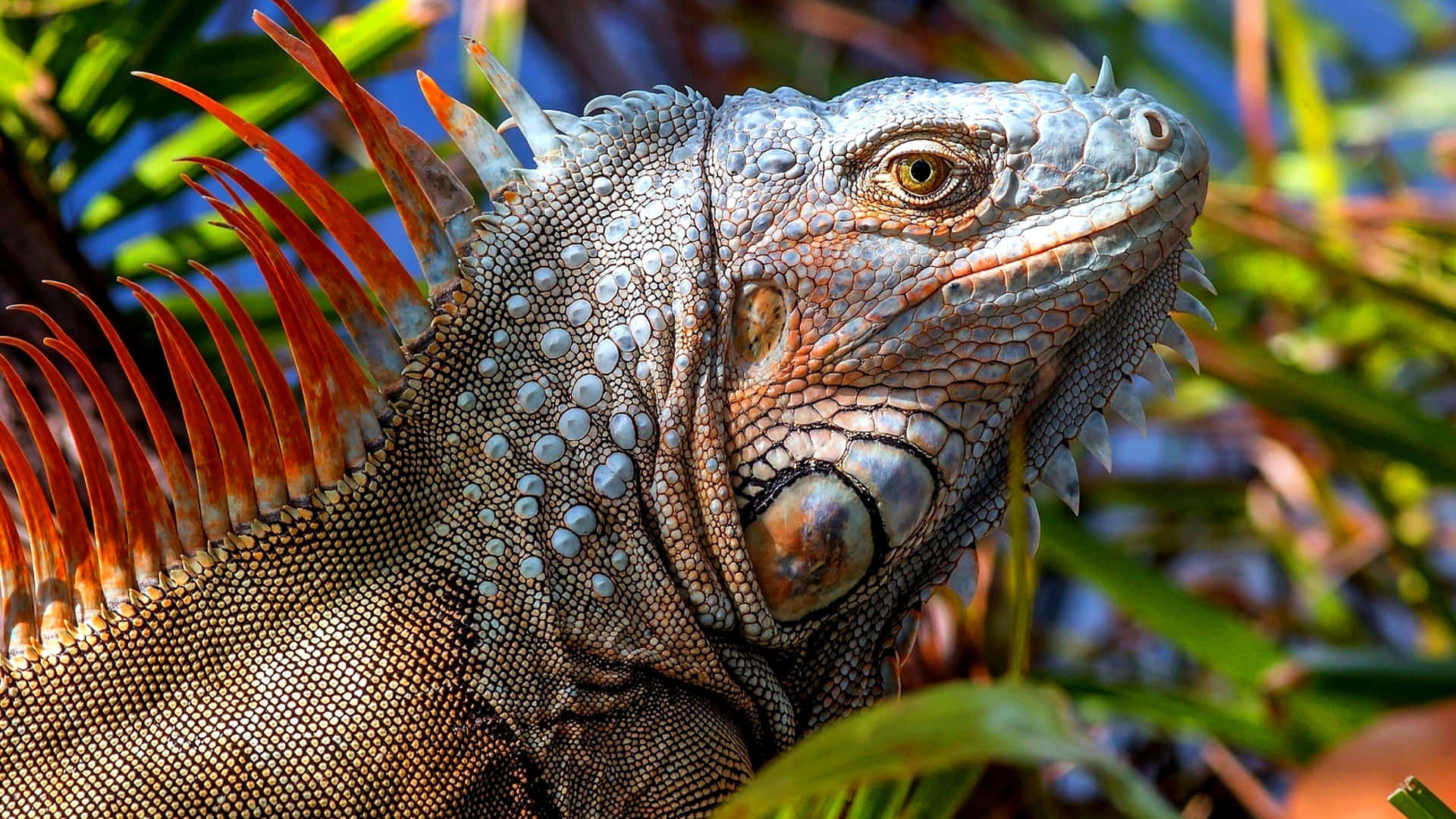 Green Iguana Sunbathing Background