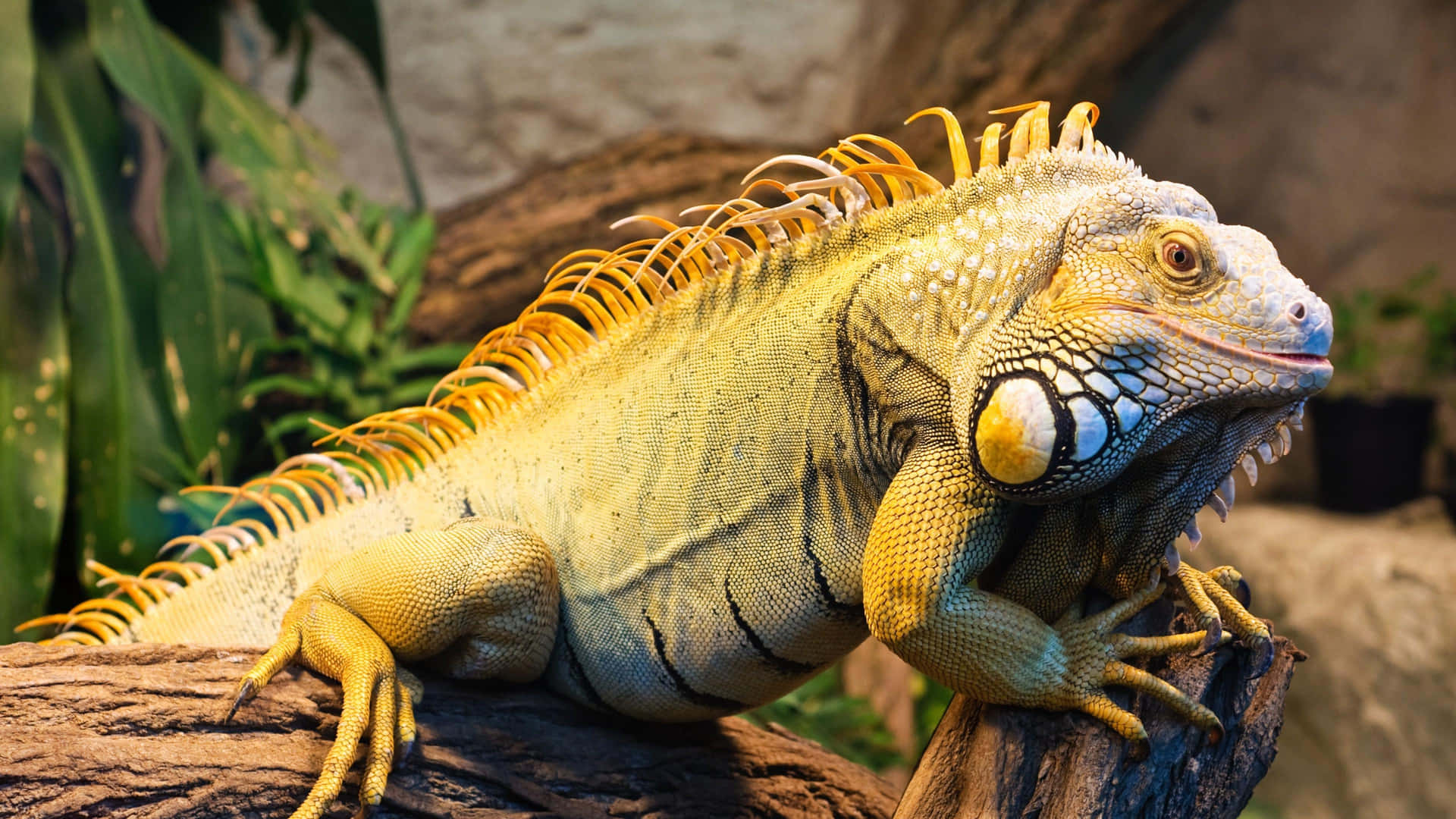 Green Iguana Sunbathing Background