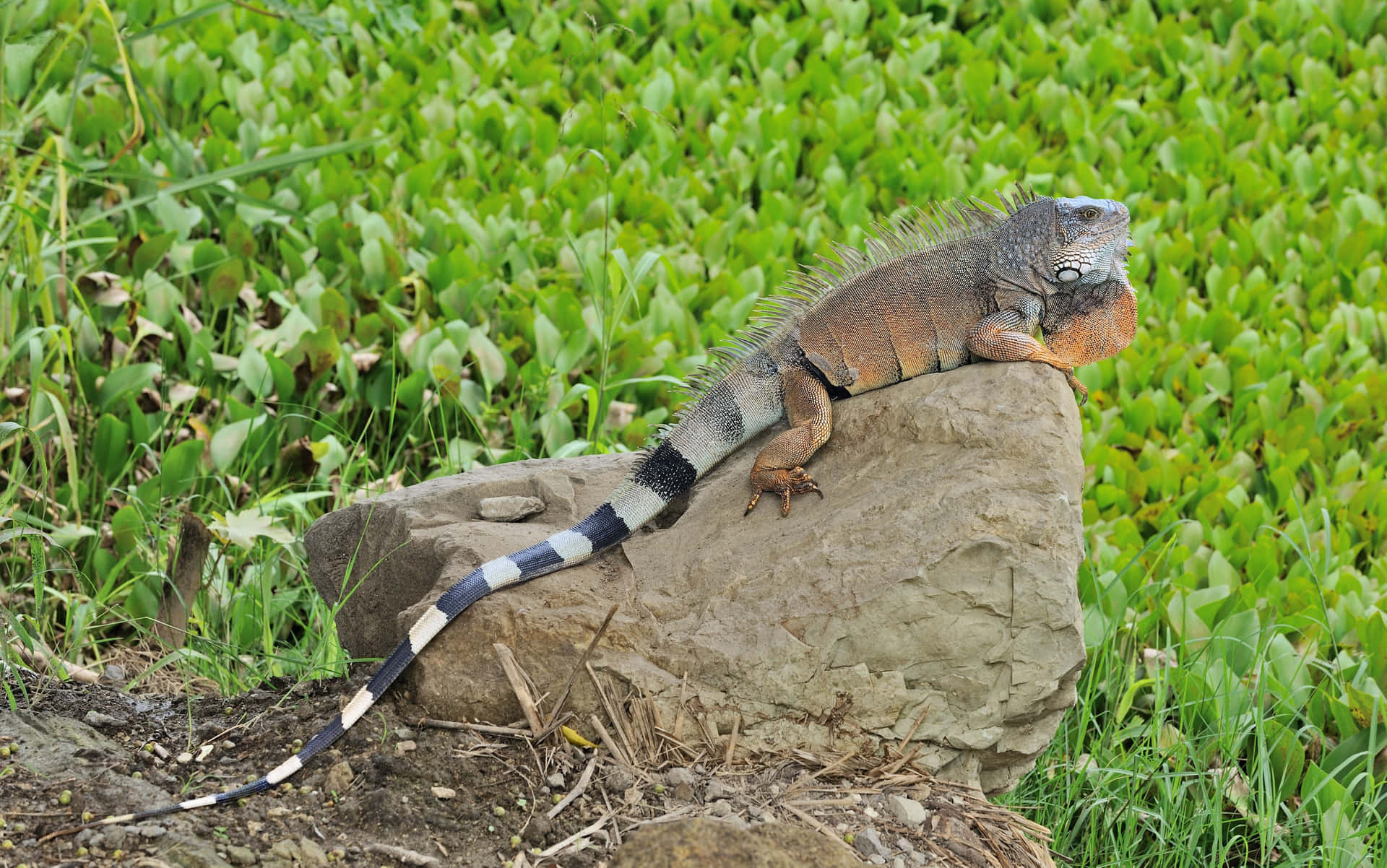 Green Iguana Sunbathingon Rock