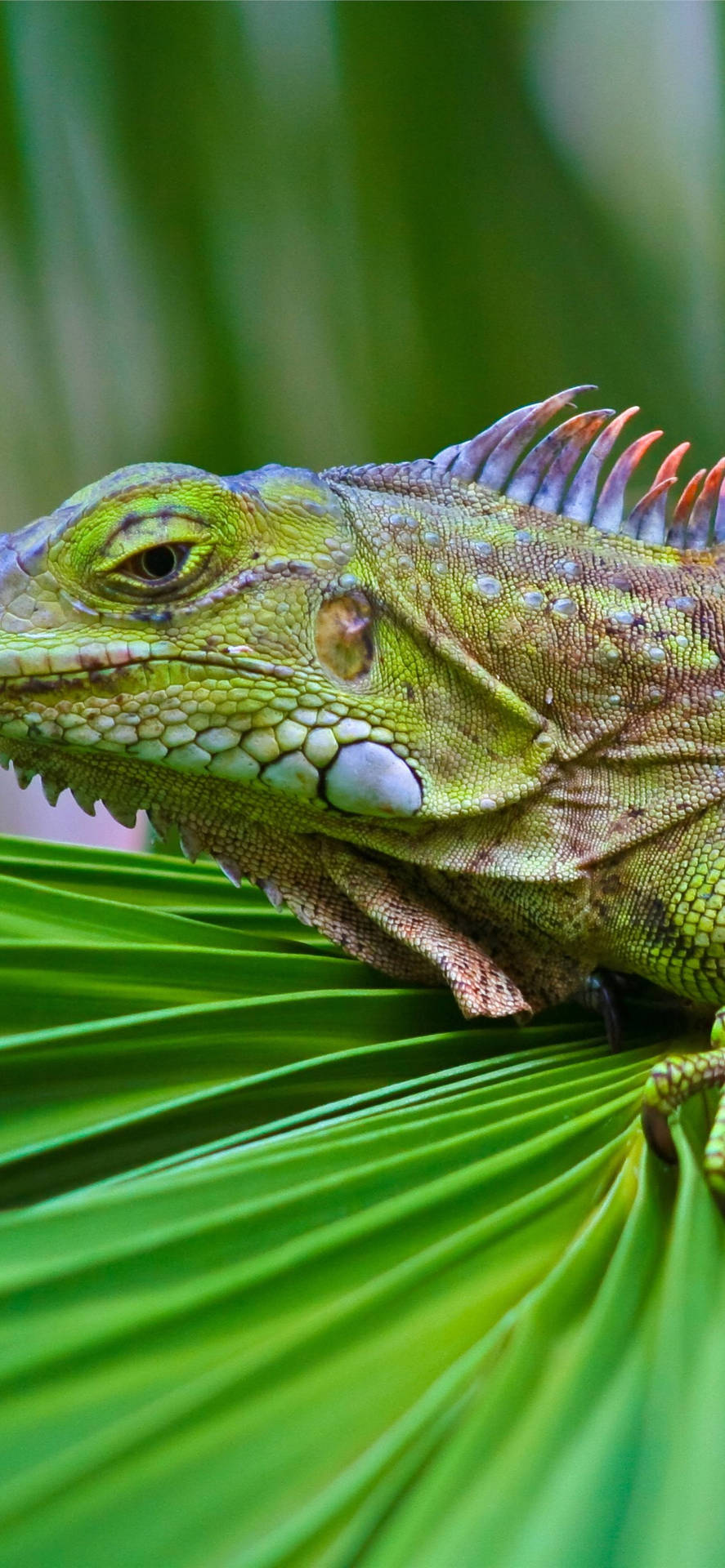 Green Iguana With Blue Crest Background