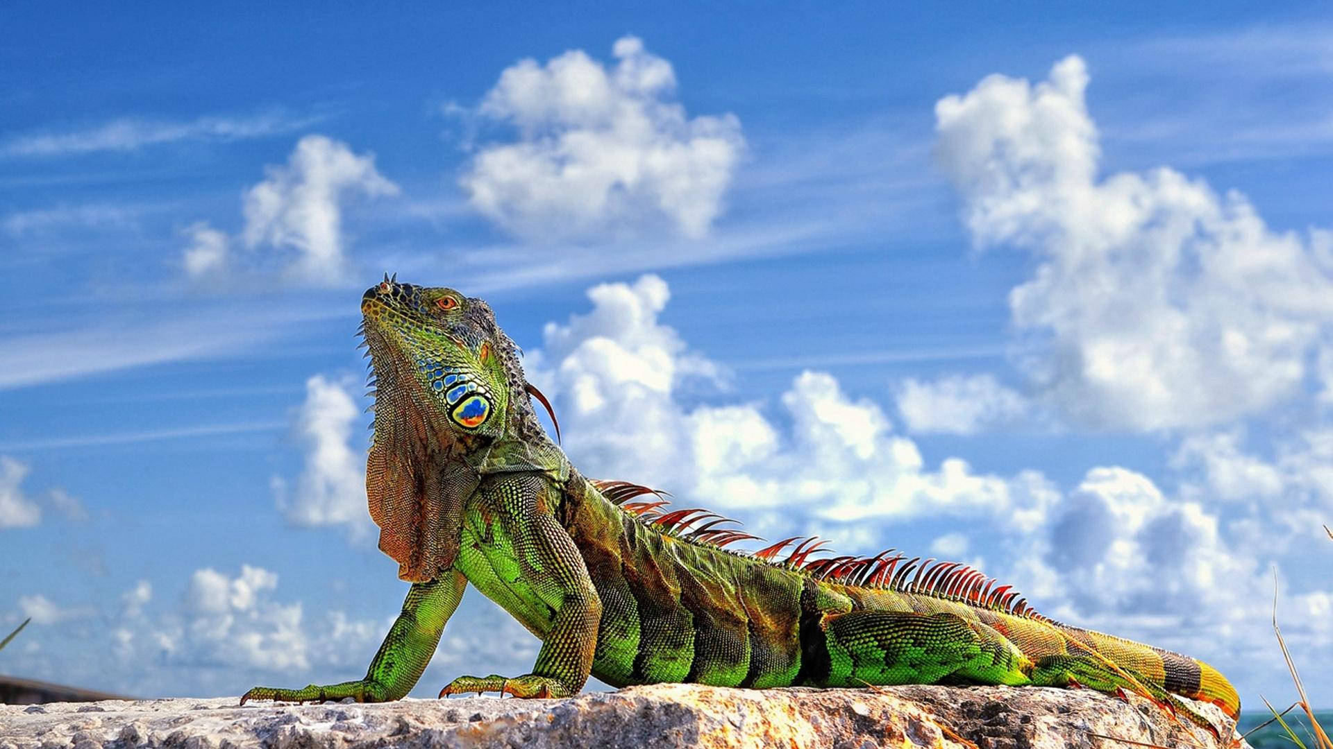 Green Iguana With Cloudy Sky Background