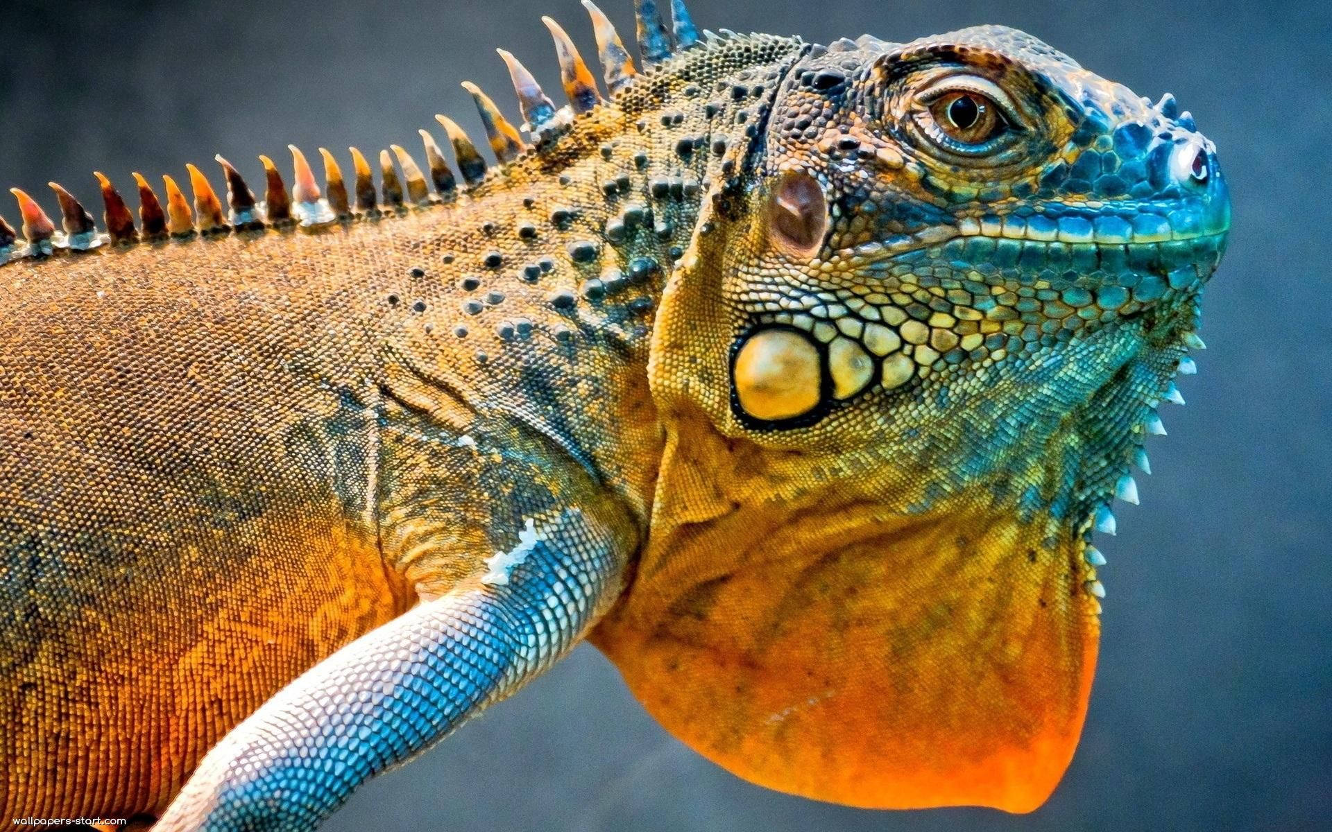 Green Iguana With Drooping Skin Background