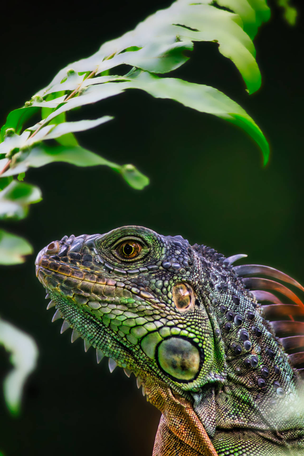 Green Iguana With Fern Leaf Background