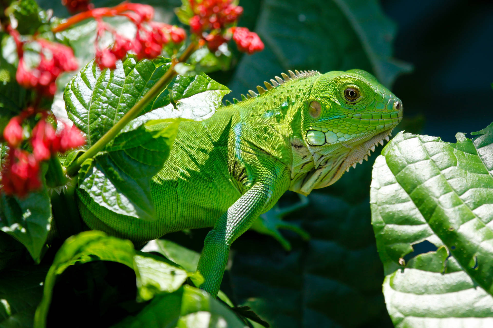 Green Iguana With Floral Plant Background