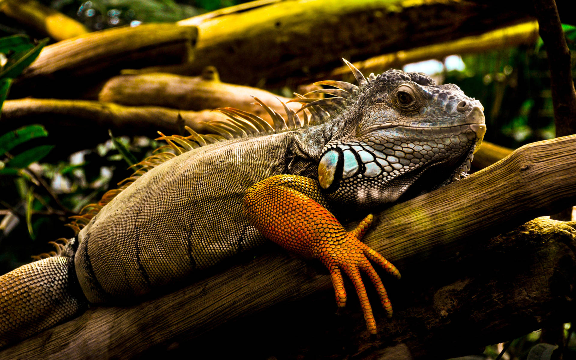 Green Iguana With Orange Legs Background