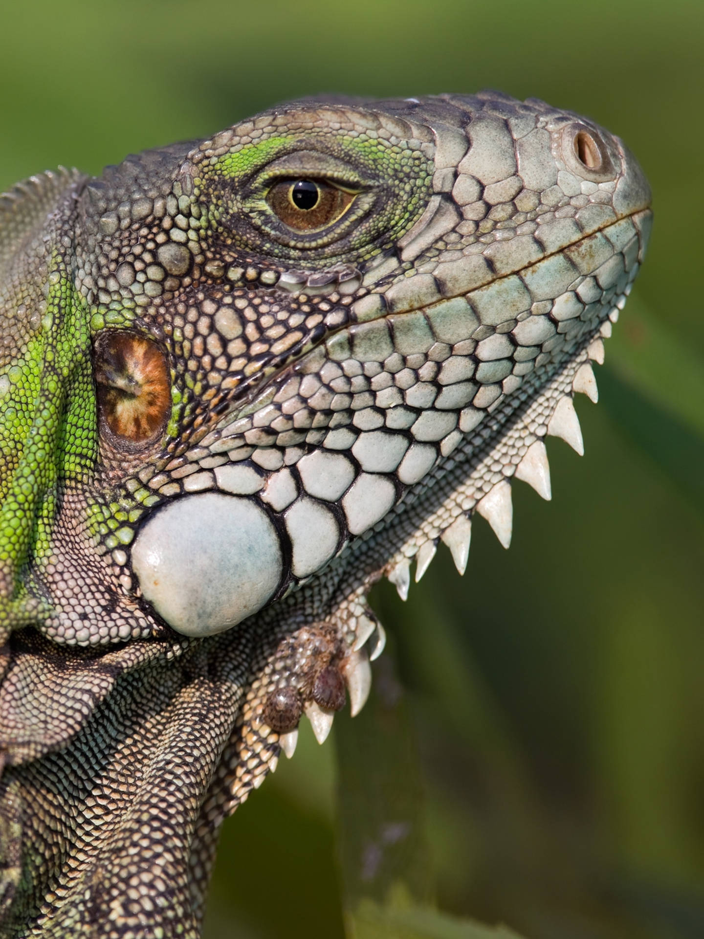 Green Iguana With White Scaly Skin Background