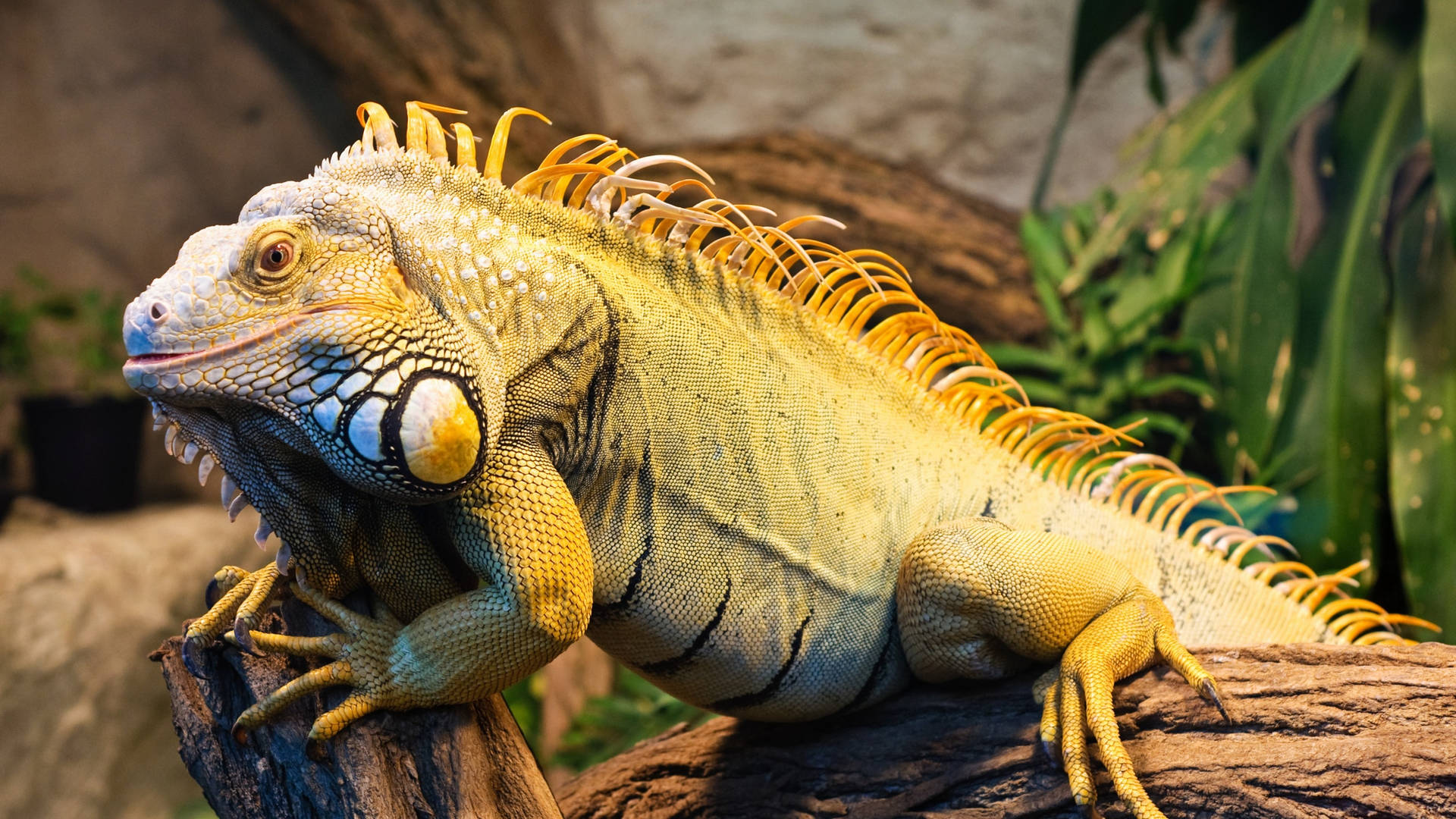 Green Iguana With Yellow Crest Background