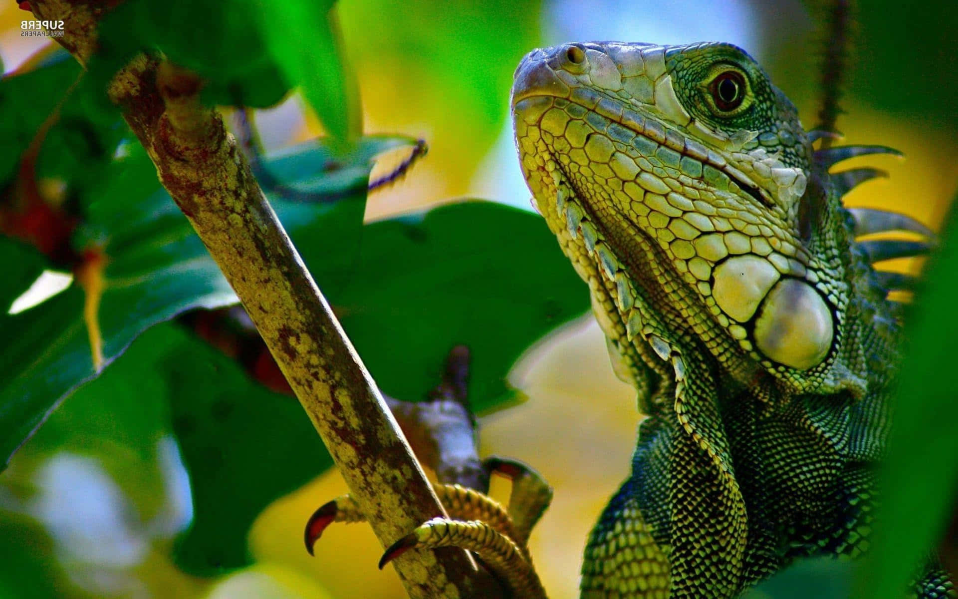 Green Iguanain Foliage.jpg Background