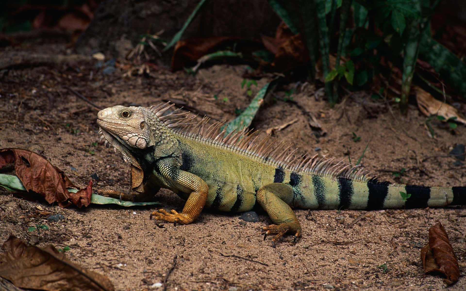 Green Iguanain Natural Habitat.jpg Background