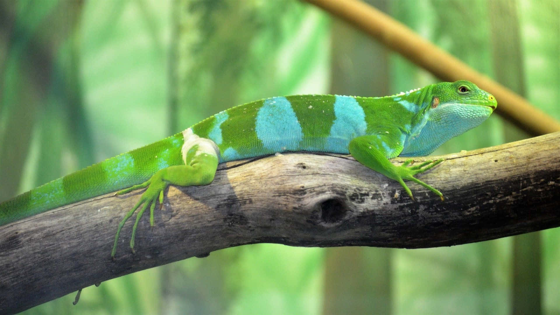 Green Iguanaon Branch.jpg Background