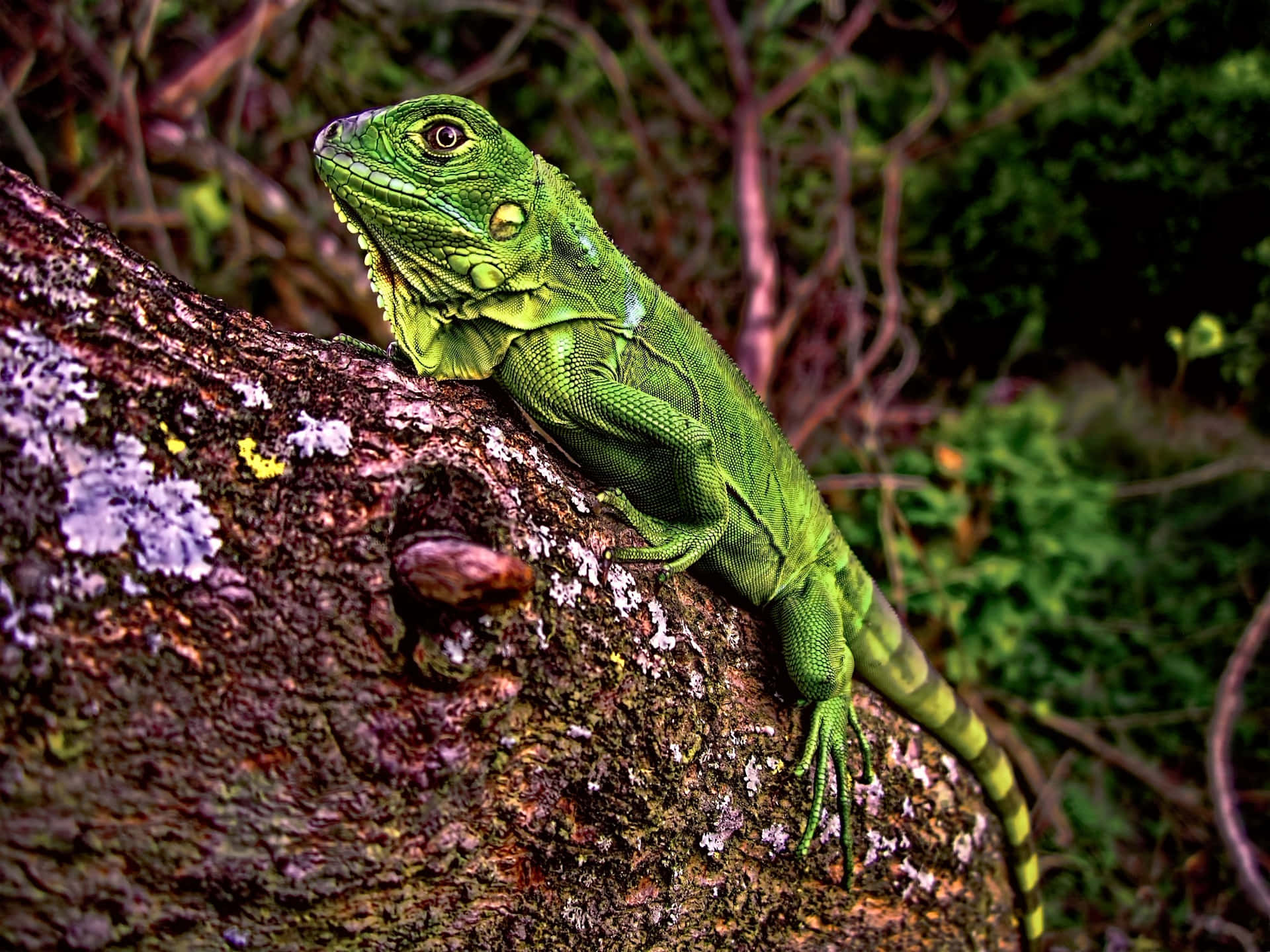 Green Iguanaon Tree Branch Background