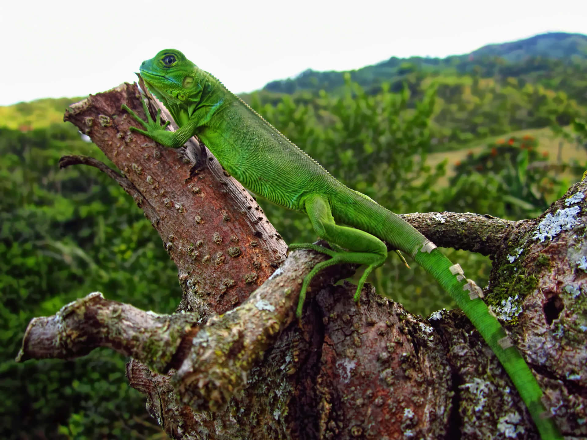 Green Iguanaon Tree Branch Background