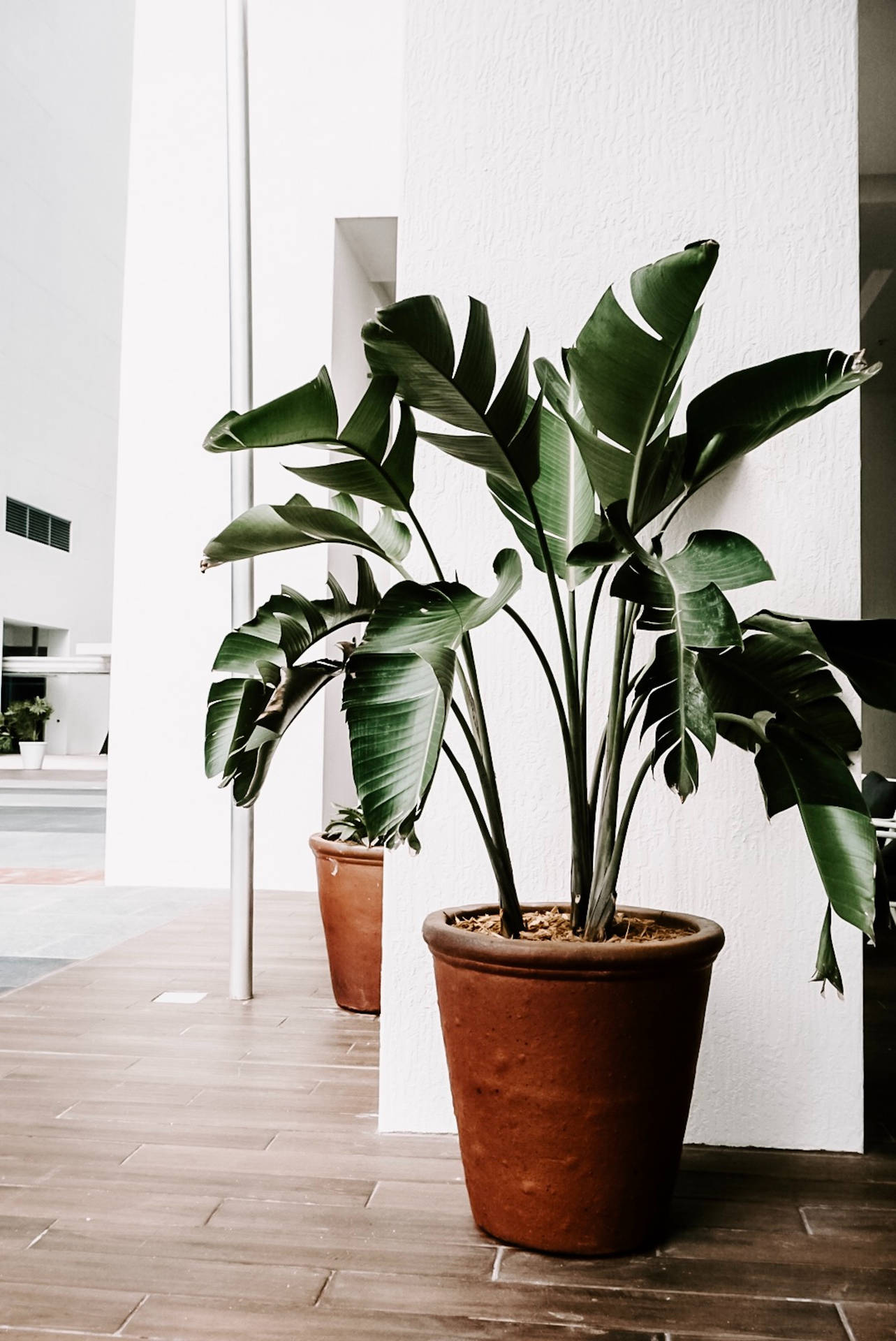 Green Indoor Plant Aesthetic Background