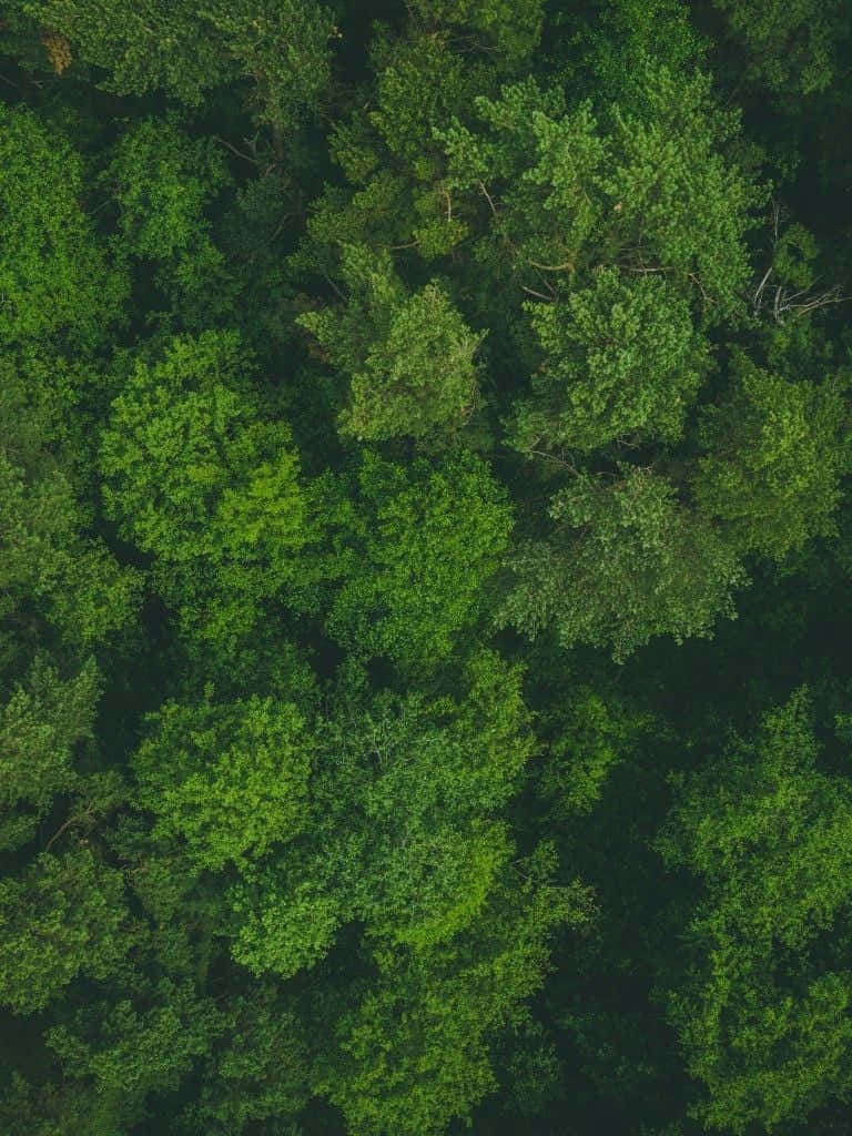 Green Ipad [wallpaper] Background