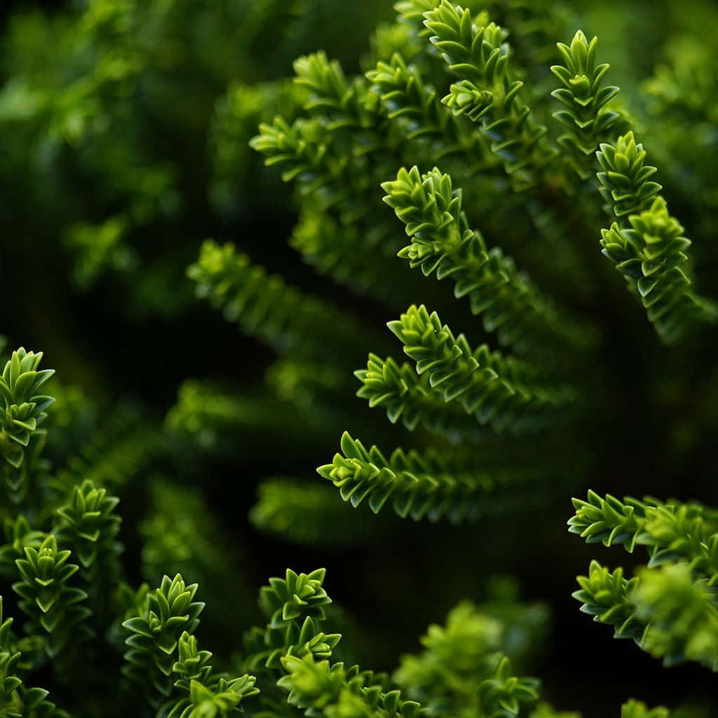 Green Ipad [wallpaper] Background