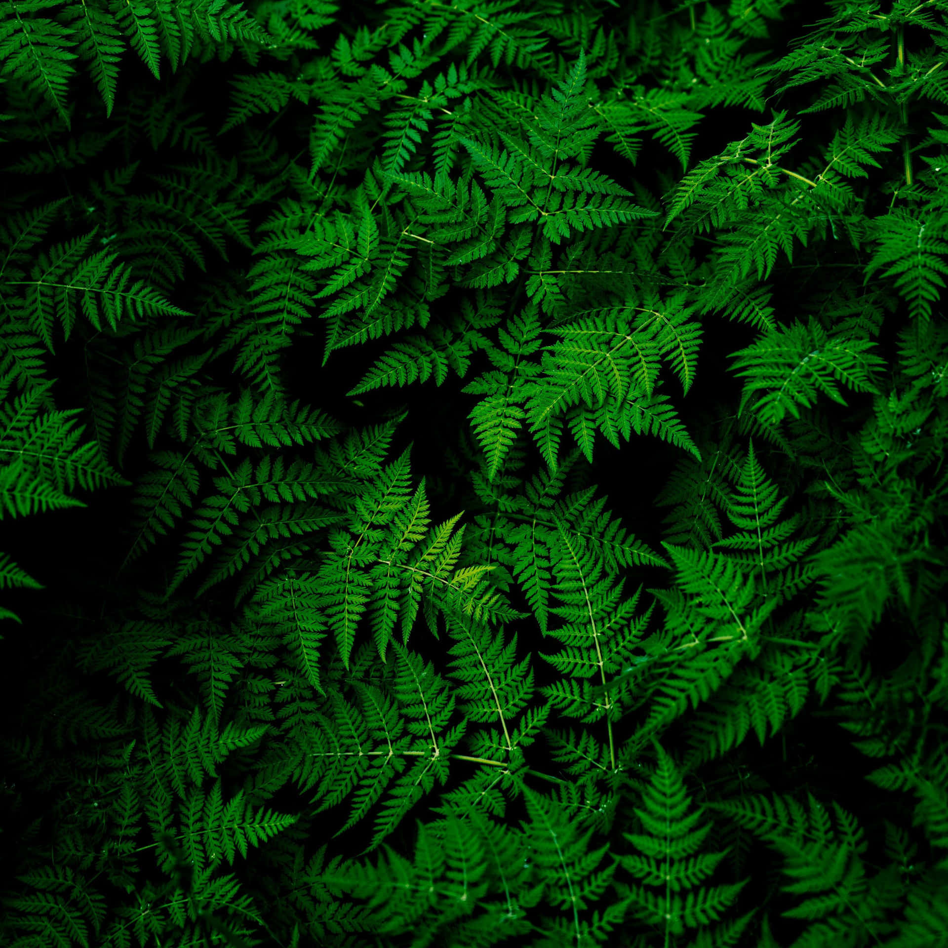 Green Ipad [wallpaper] Background