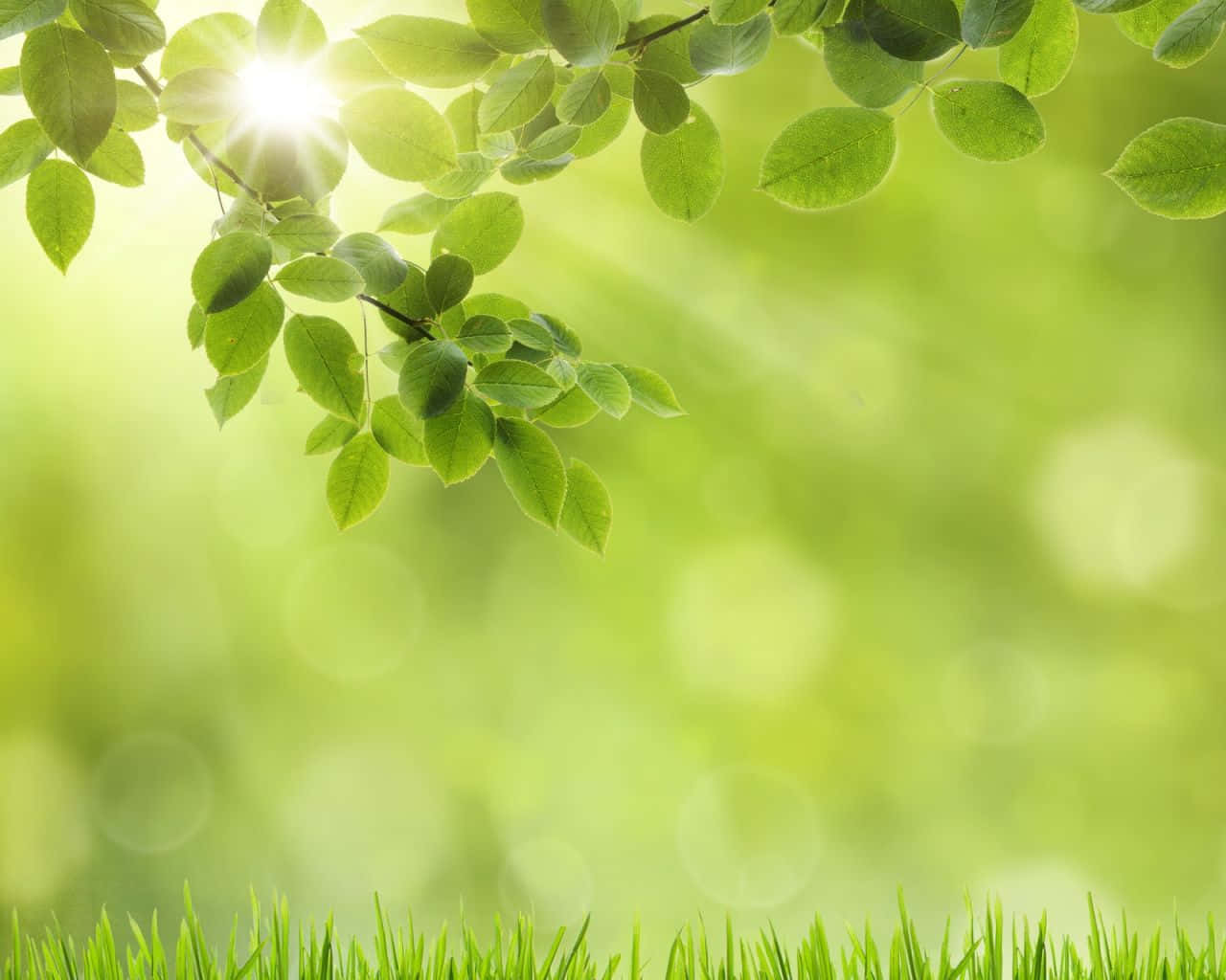 Green Ipad [wallpaper] Background