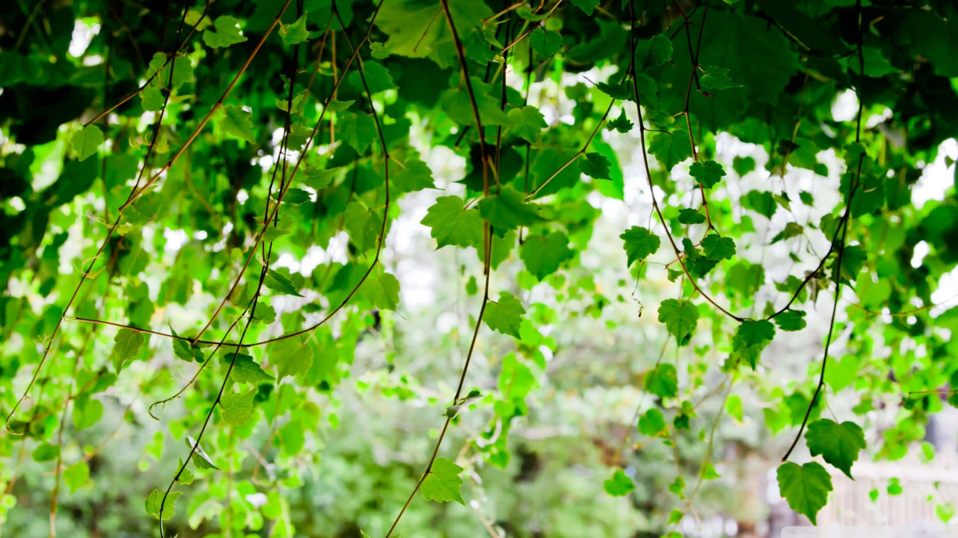 Green Ivy Canopy Sunlight Backdrop Background