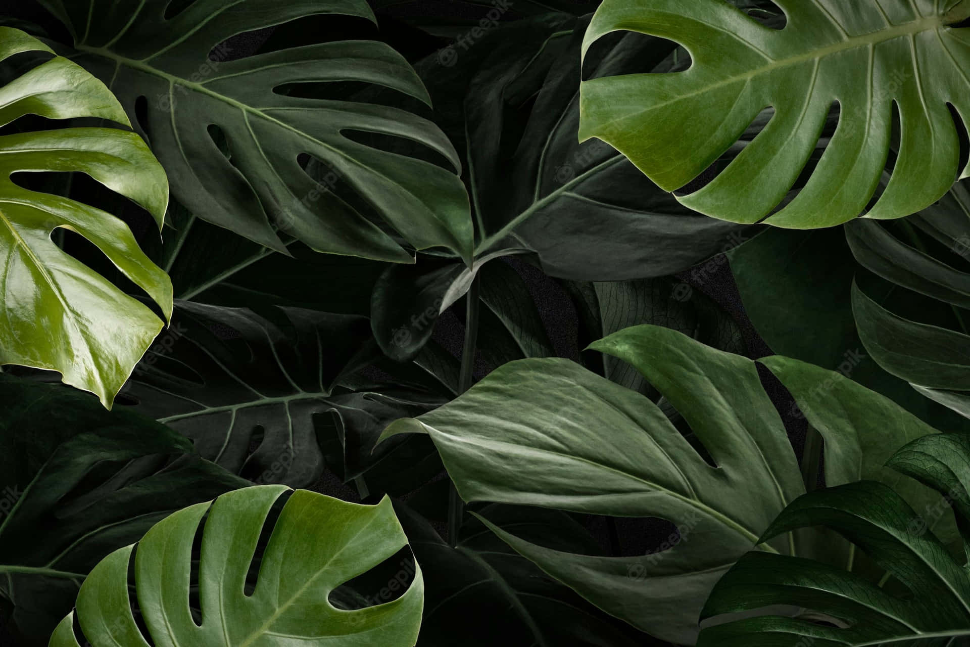 Green Jungle Monstera Leaves Plant