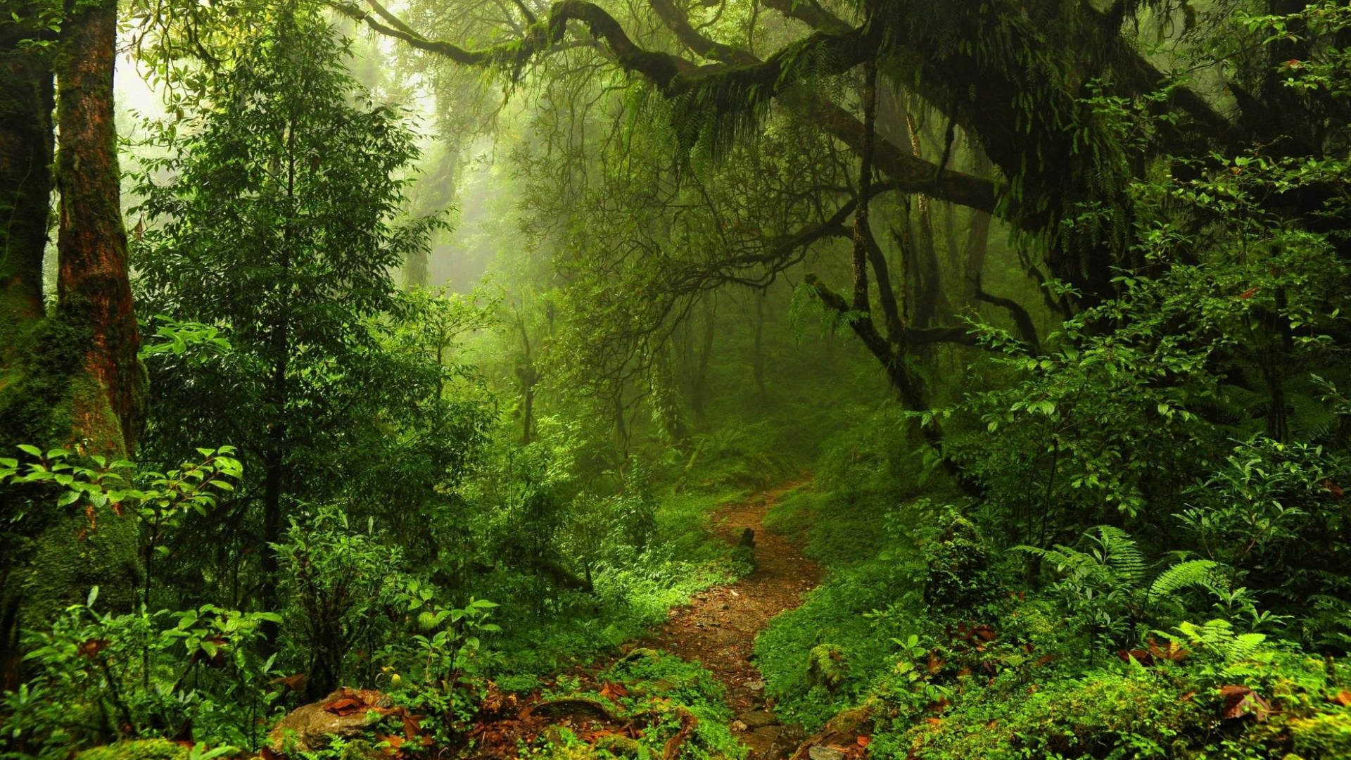 Green Jungle Pathway Background