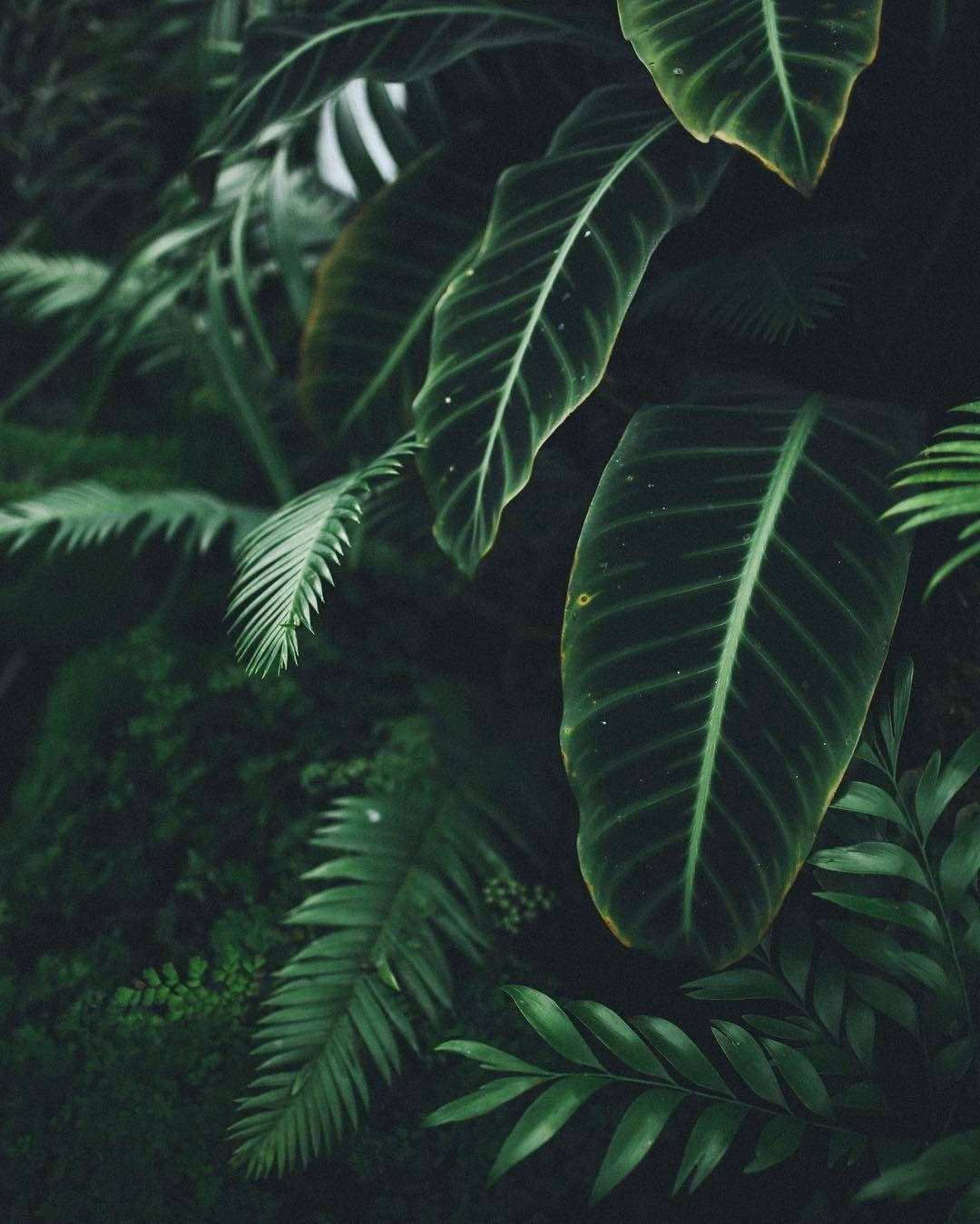 Green Jungle Plants Background