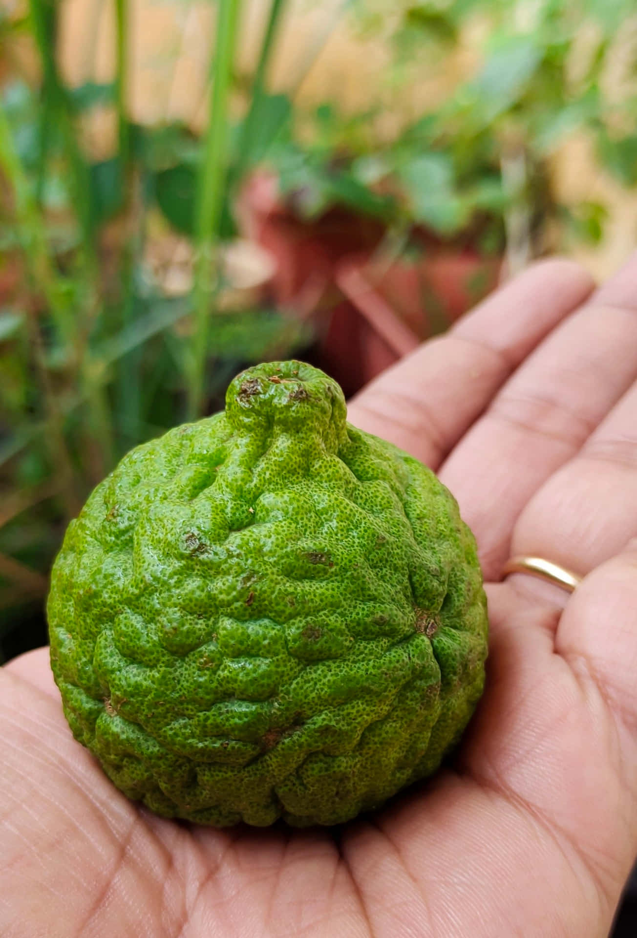 Green Kaffir Lime Fruit In The Palm Background