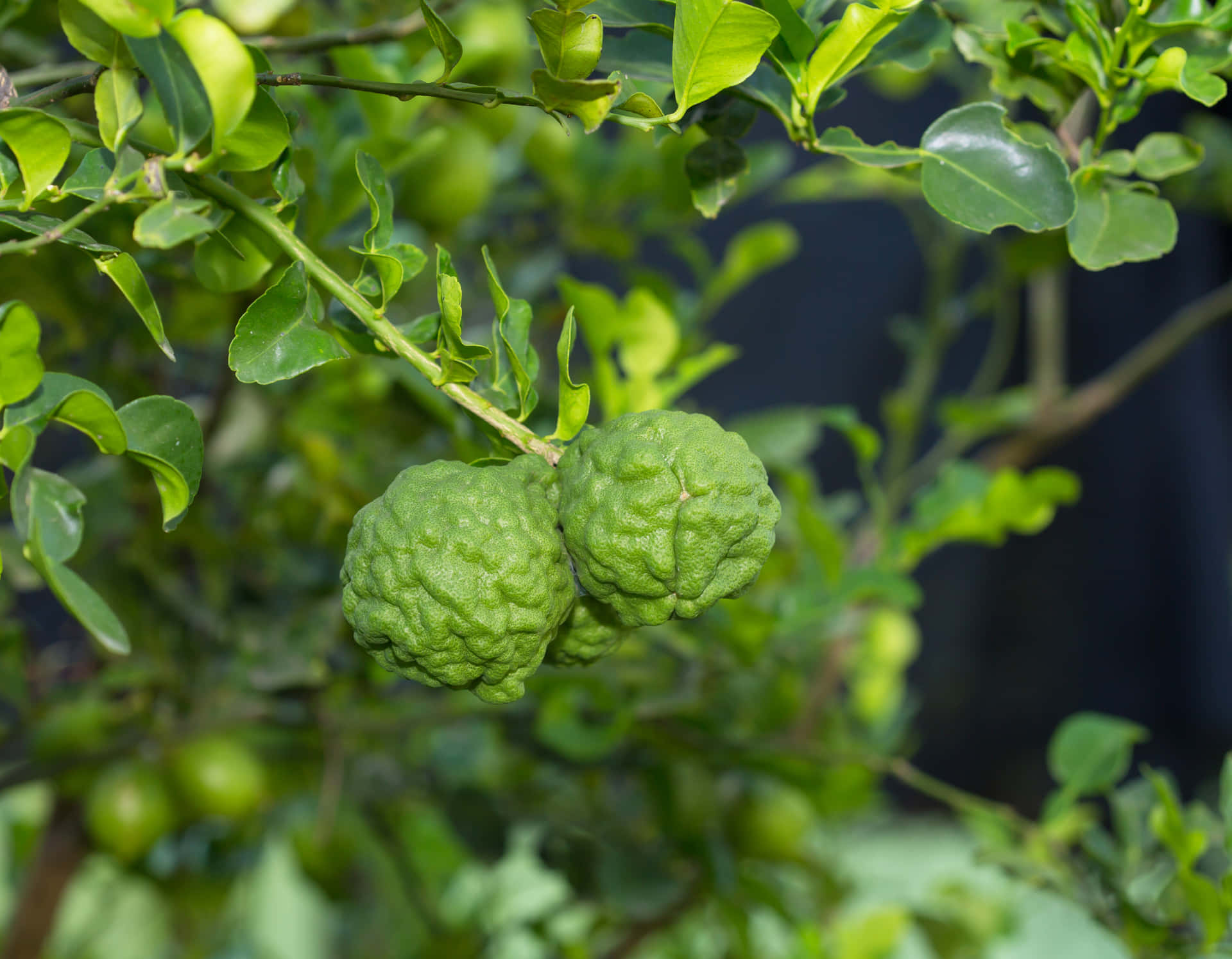 Green Kaffir Lime On Branch Background