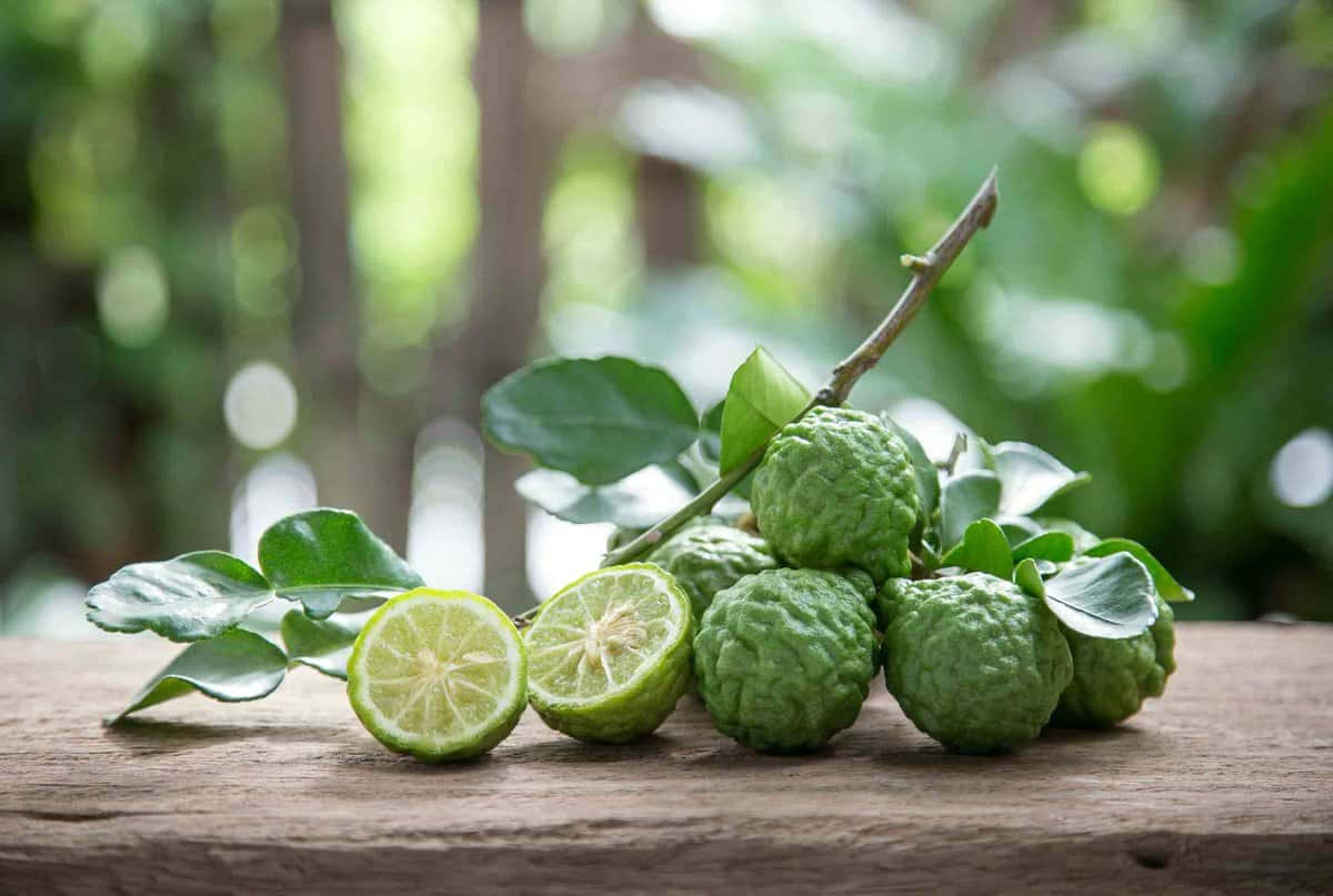 Green Kaffir Lime On Branch Background