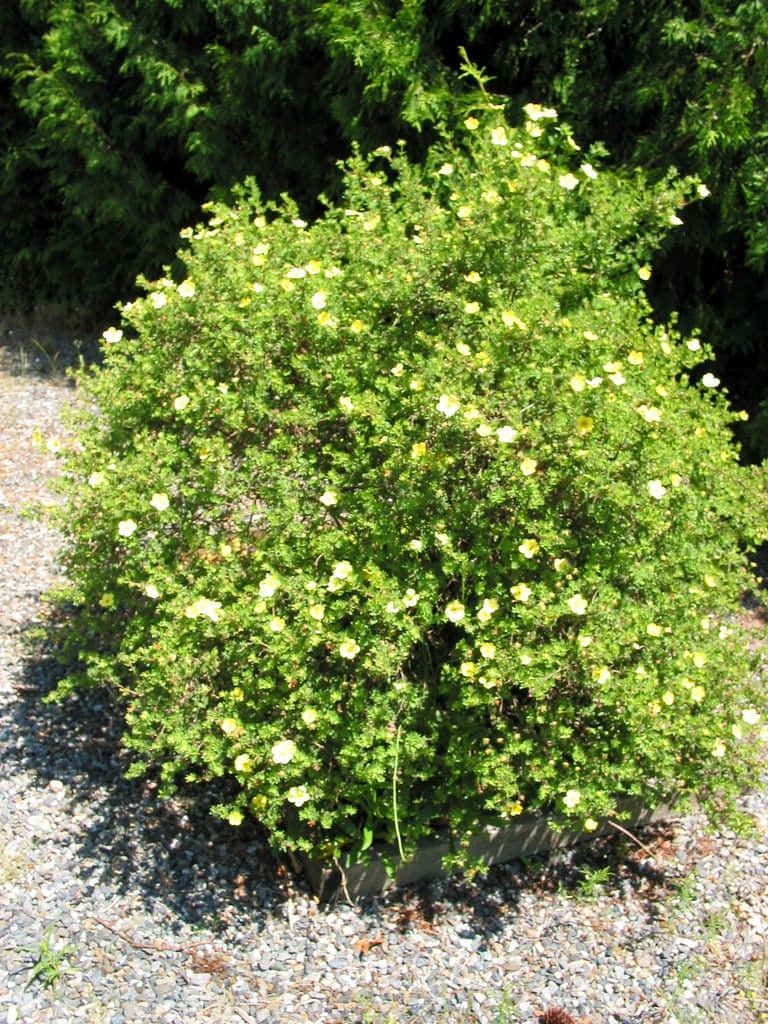 Green Lady Banks Rose Bush Background