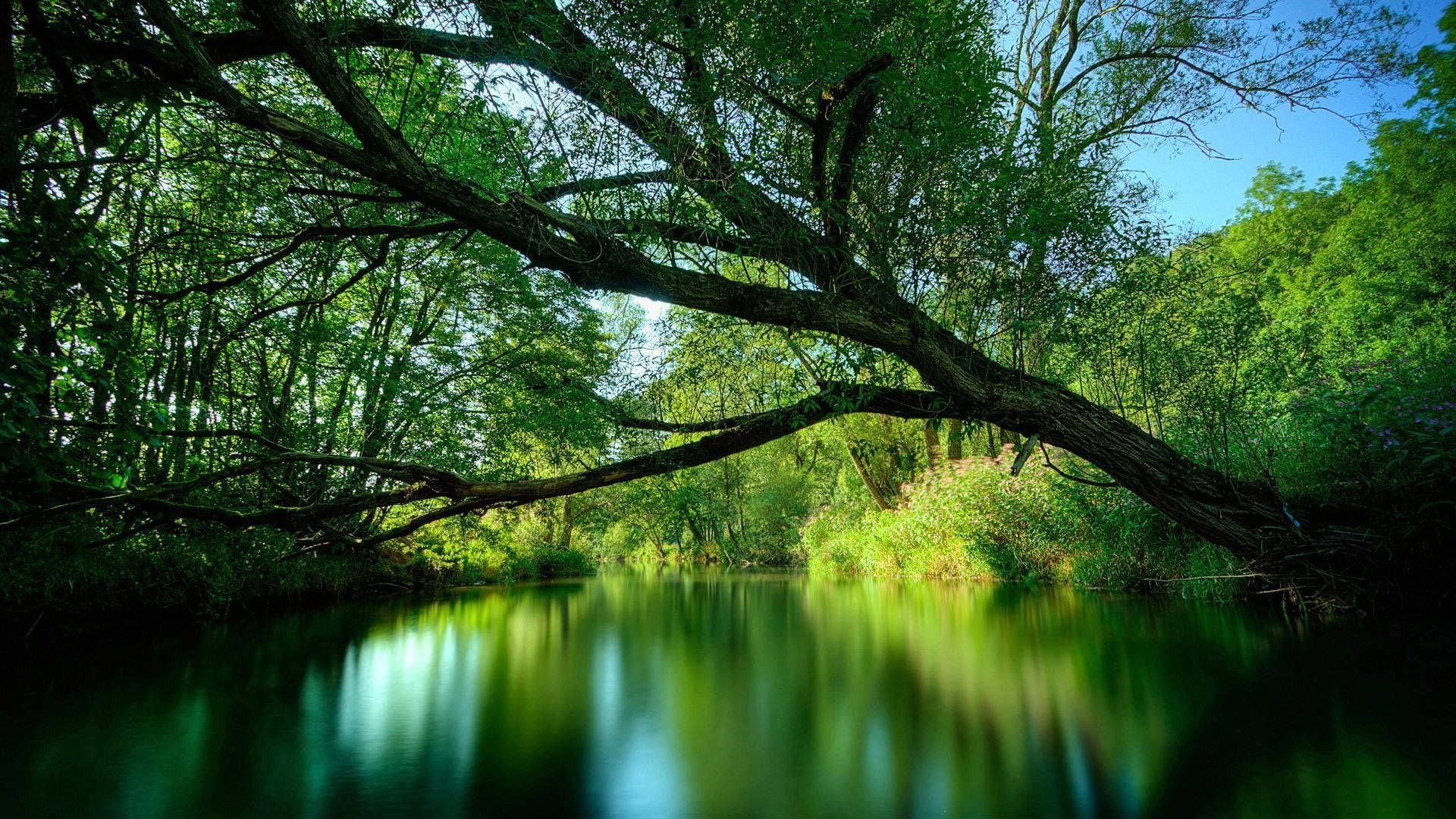 Green Lake Overhanging Tree Screen Saver Background