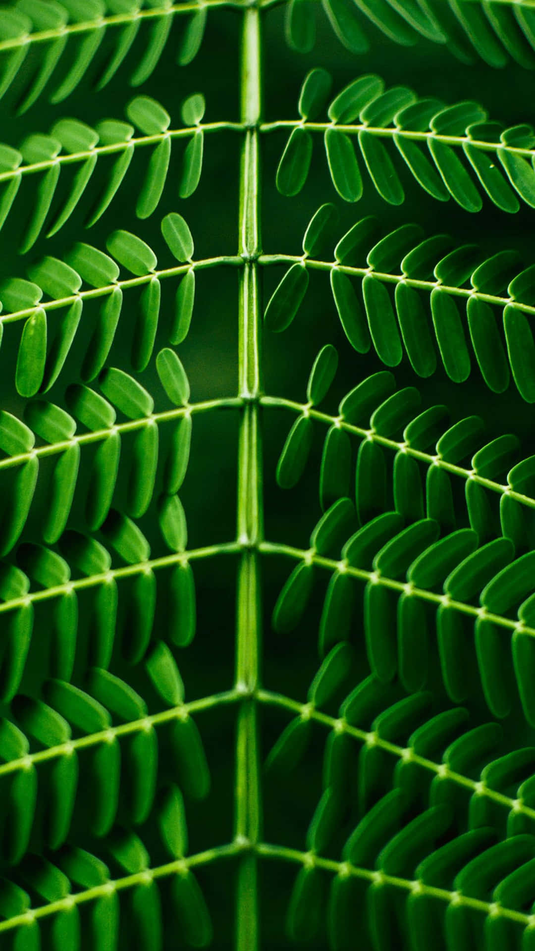 Green Leaf Pattern Nature Iphone Background