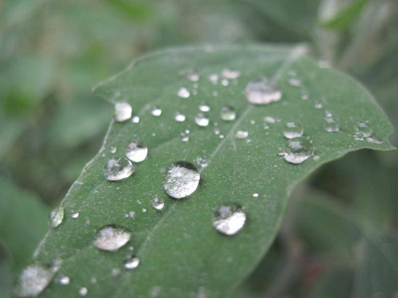 Green Leaf Raindrops Most Beautiful Rain Background