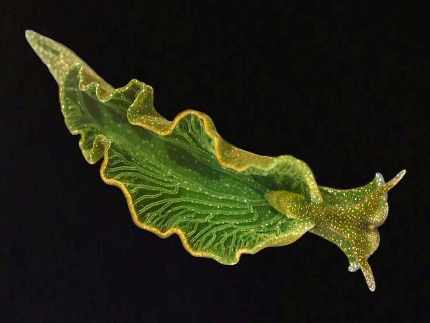 Green Leaf Sea Slug Elysia Chlorotica Background