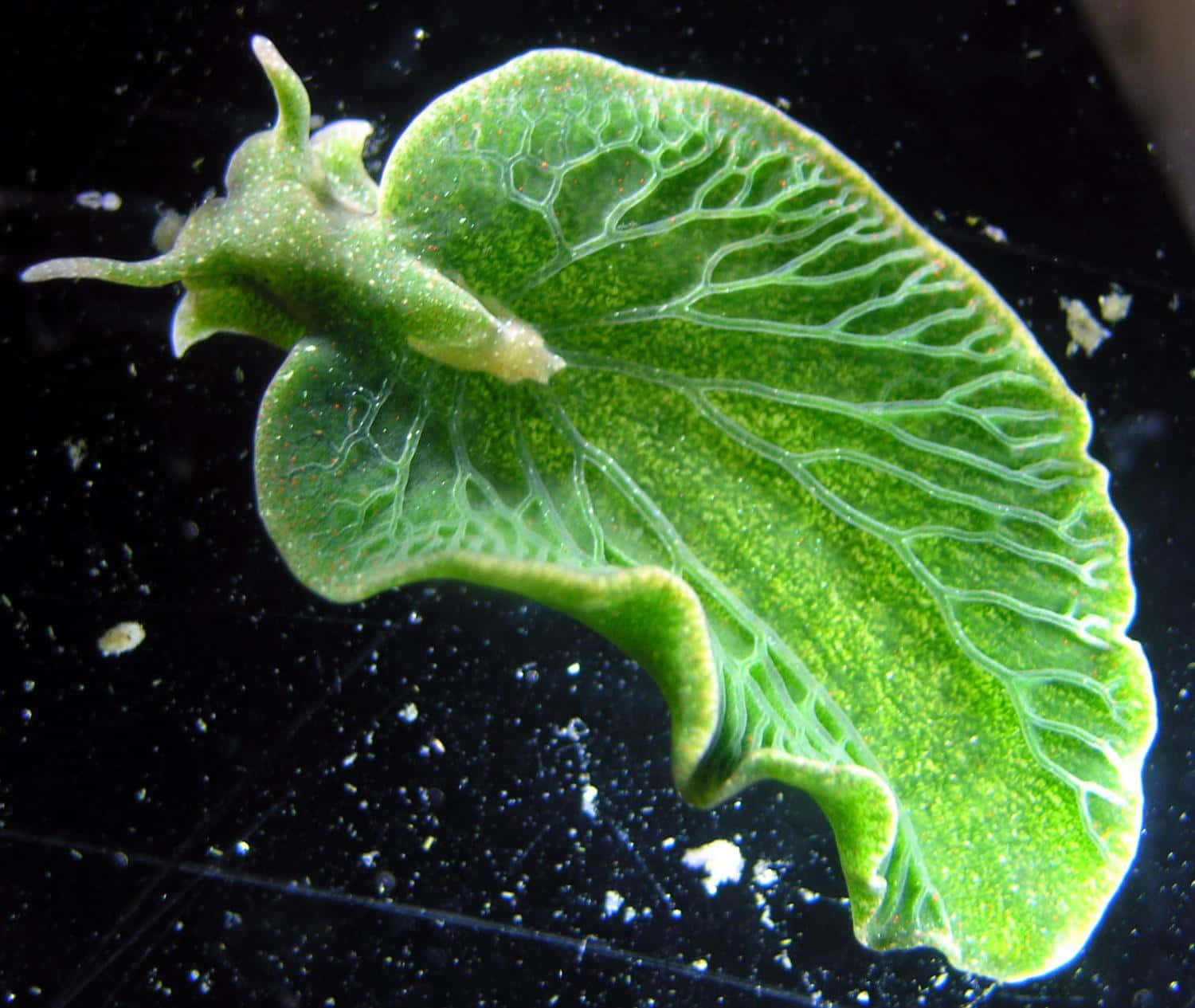 Green Leaf Sea Slug Elysia Chlorotica Background