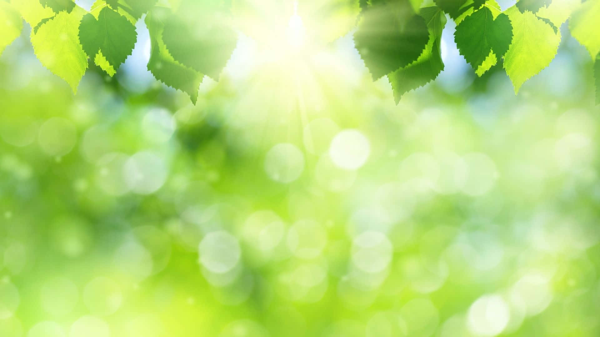 Green Leaves And Sun On A Background