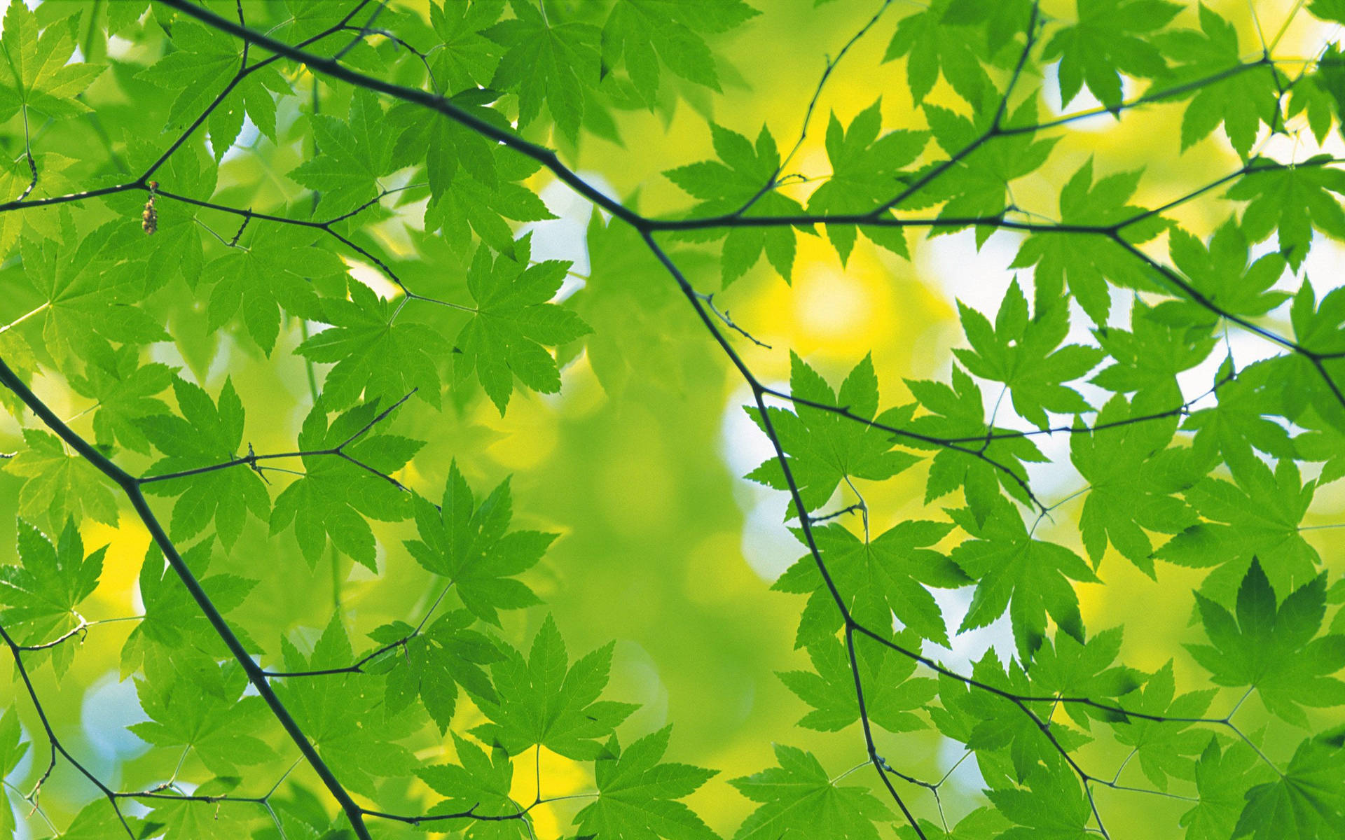 Green Leaves Background Background