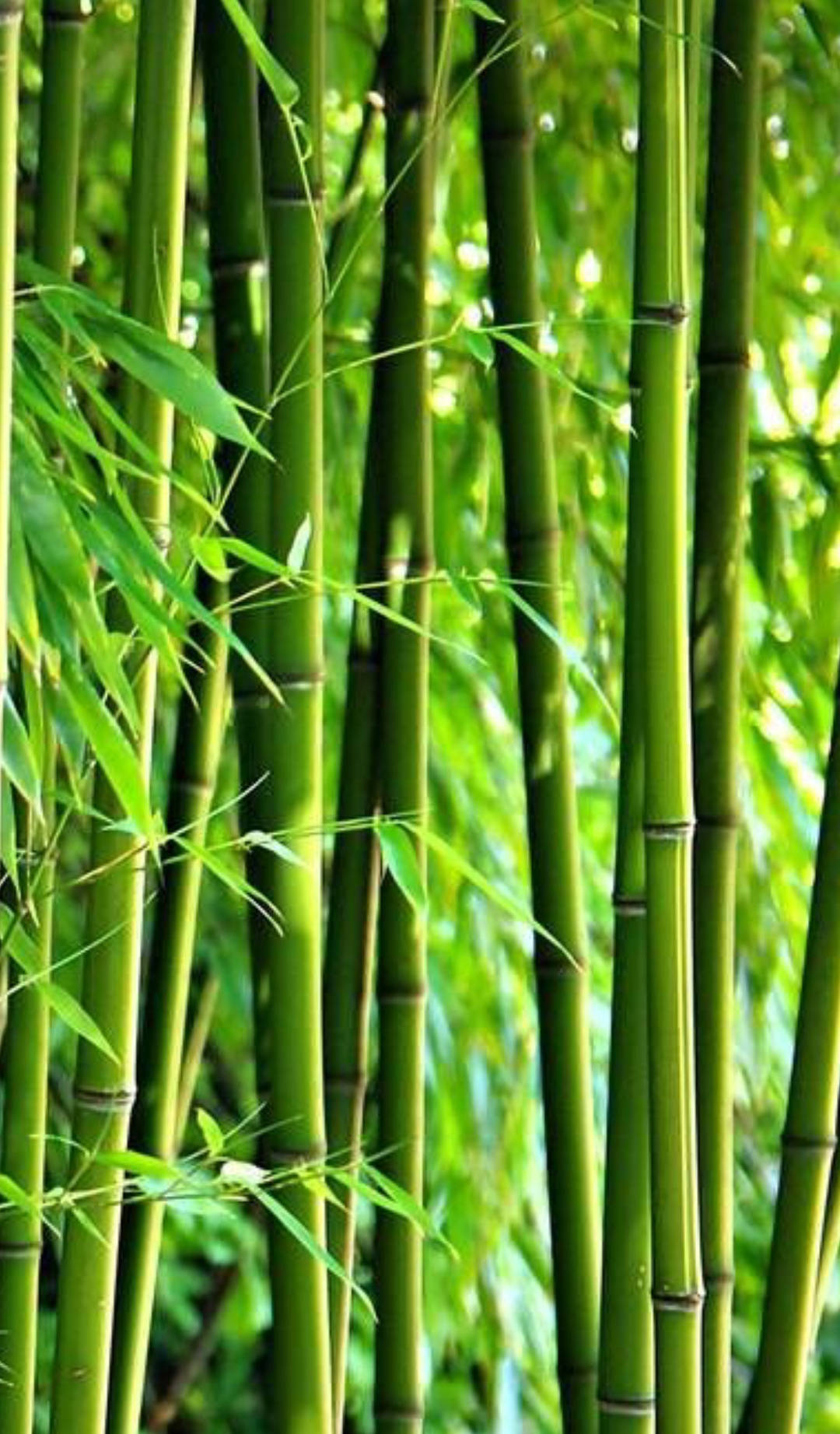 Green Leaves Bamboo Forest Iphone Background