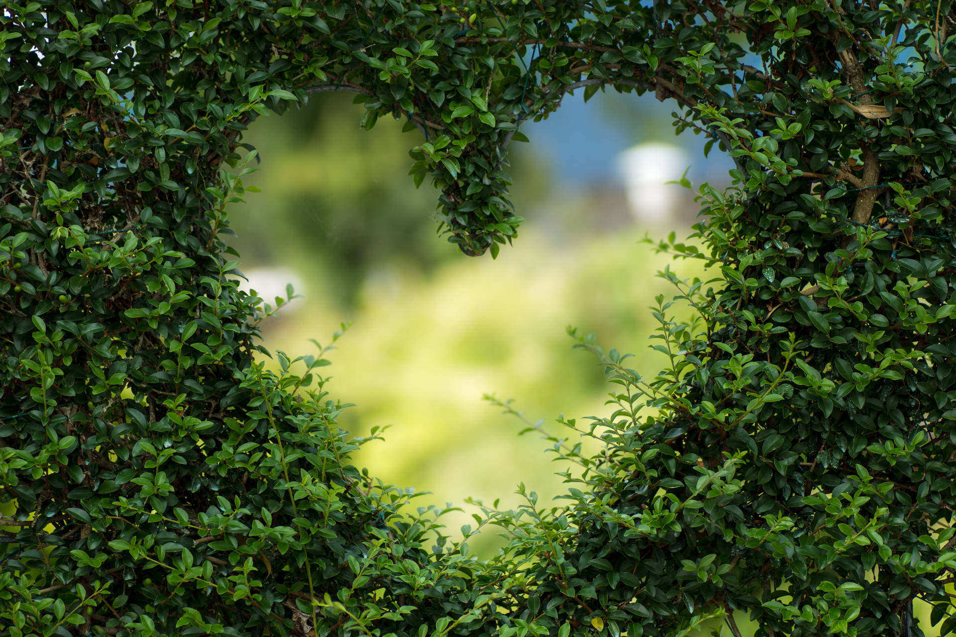 Green Leaves Heart Shape Cutout Background