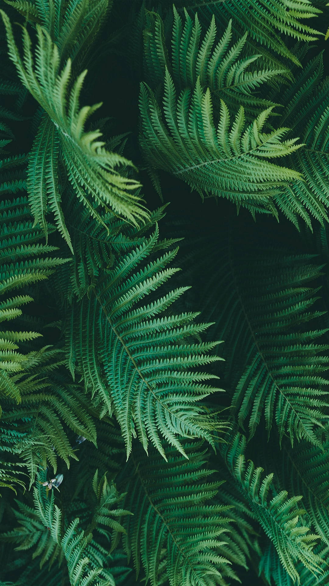 Green Leaves Jungle Iphone Background