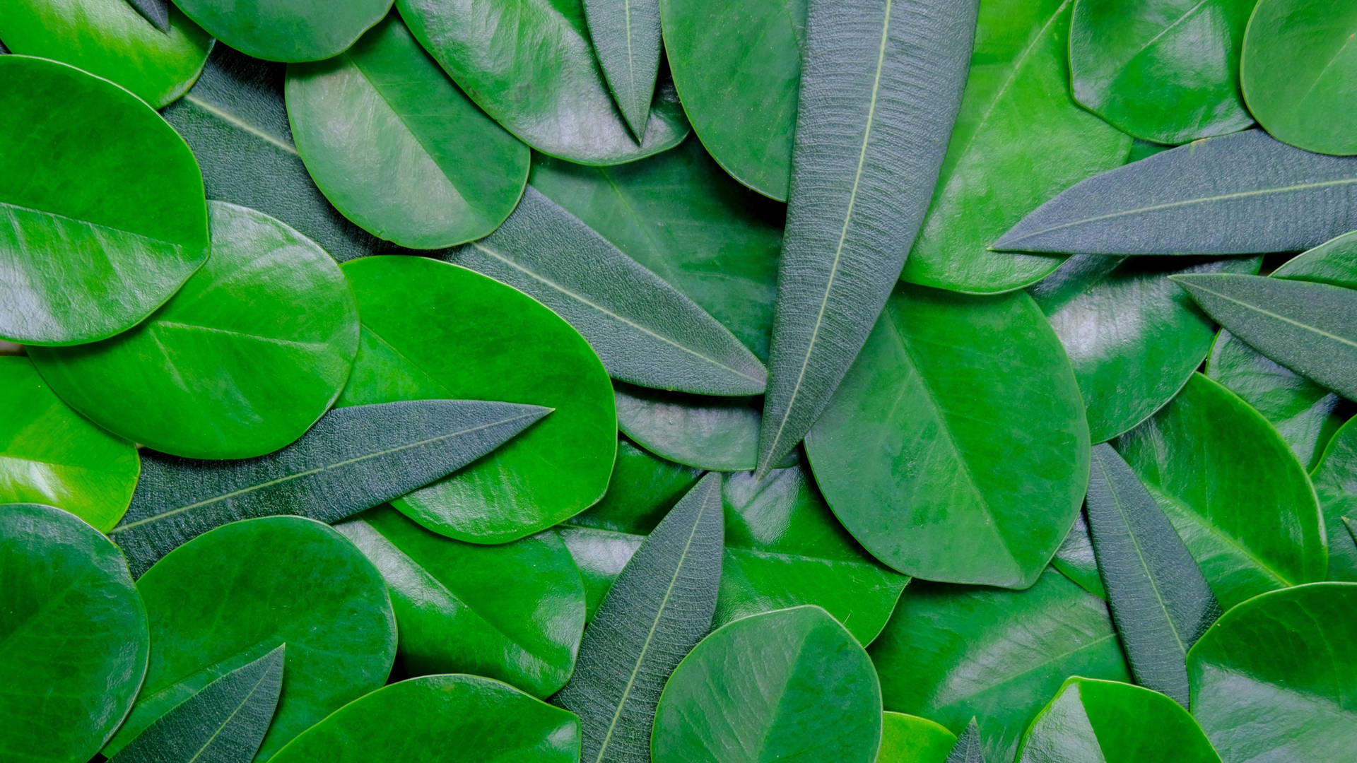 Green Leaves Macbook Pro 4k