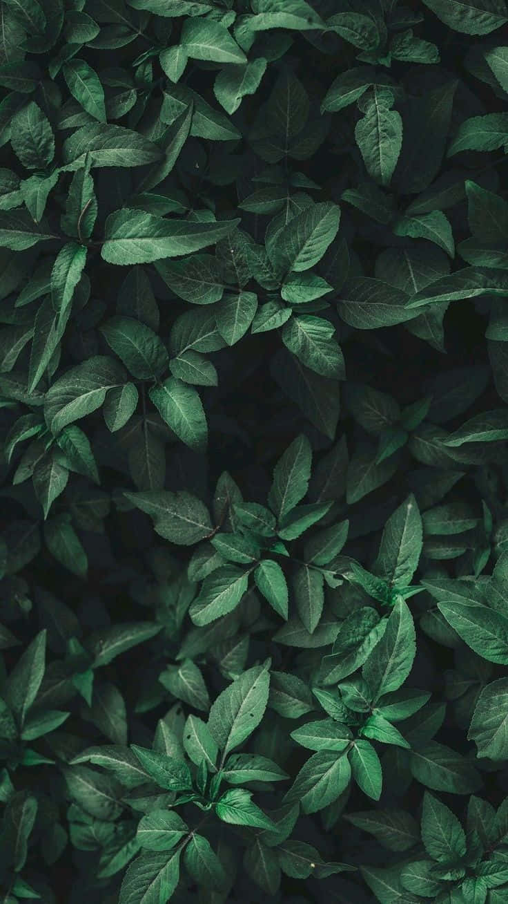 Green Leaves Nature Aesthetic Phone