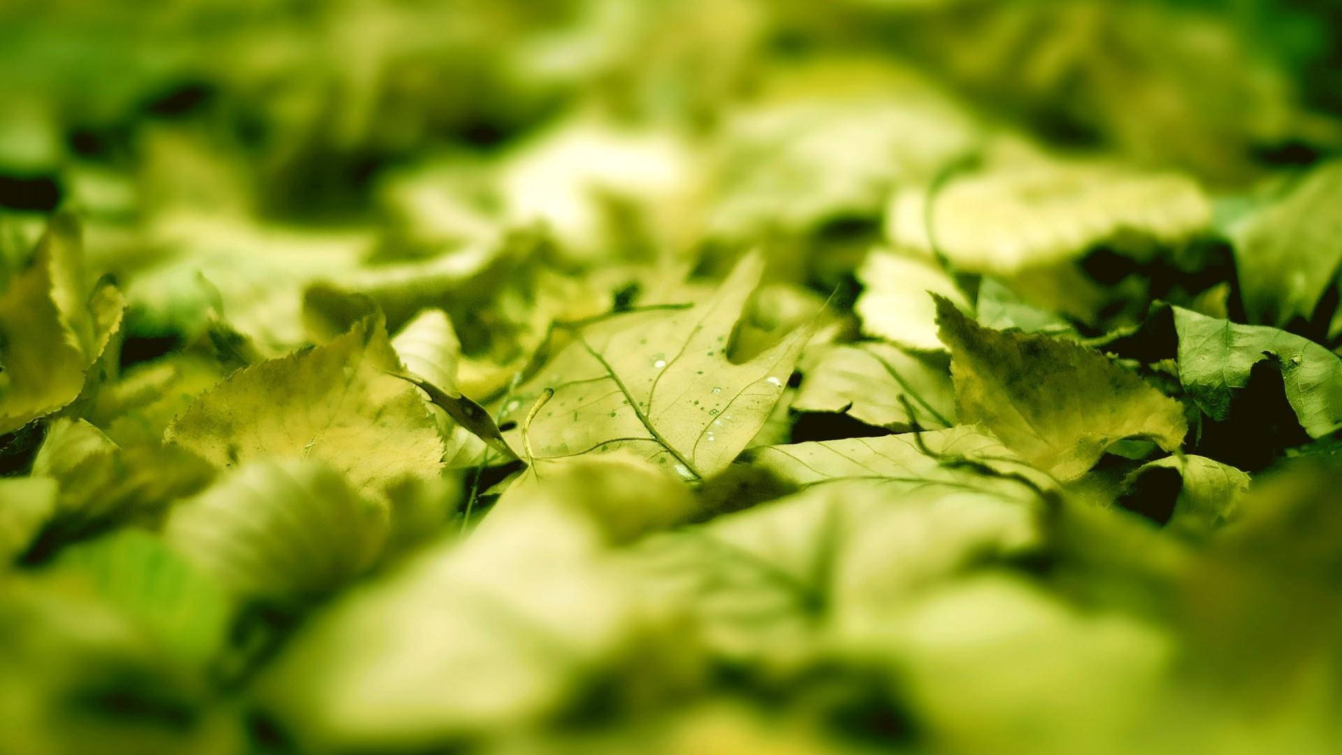 Green Leaves Nature Blur Background Background