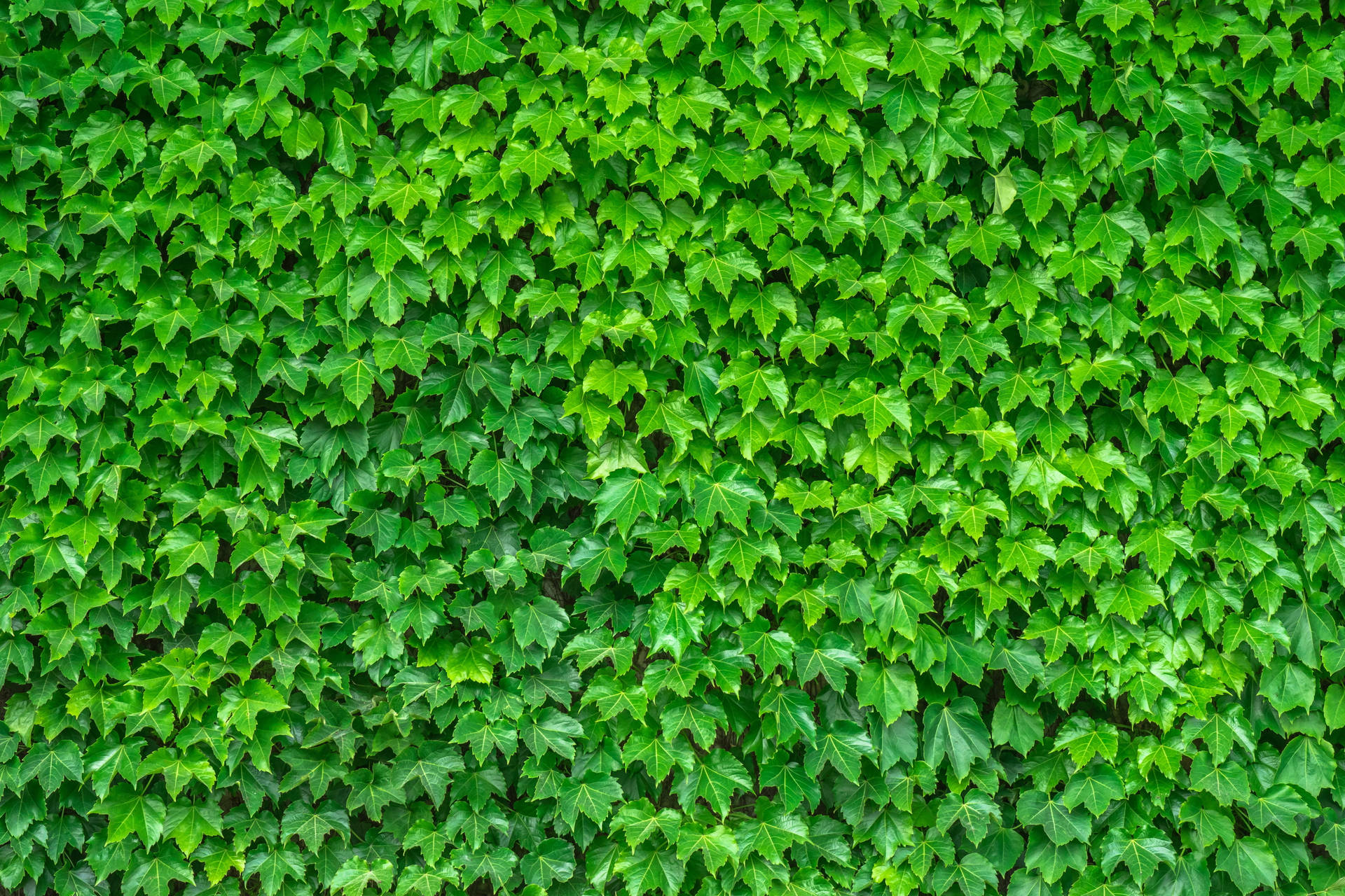Green Leaves Of Ivy Background