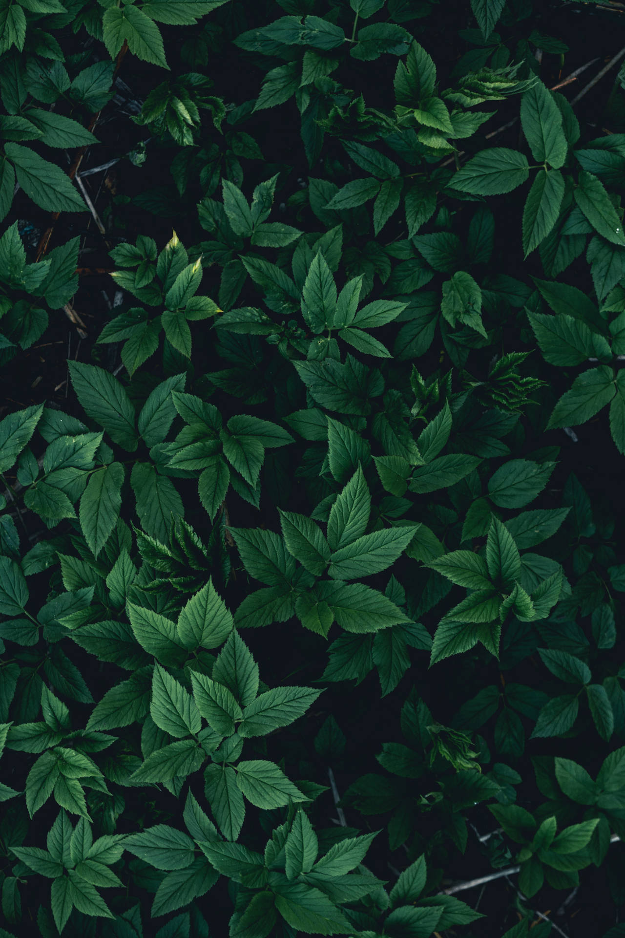 Green Leaves On A Black Background Background