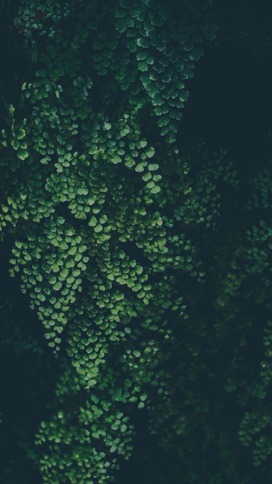 Green Leaves On A Dark Background Background